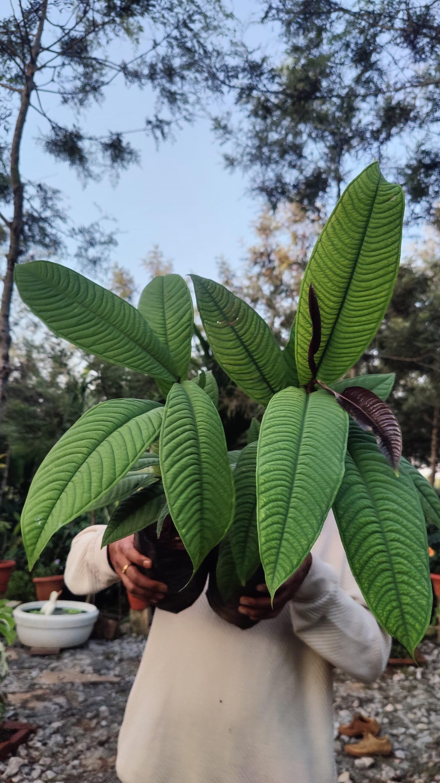 NATURE SENSE Syzygium jiewhoei Plant : Amazon.in: Garden & Outdoors