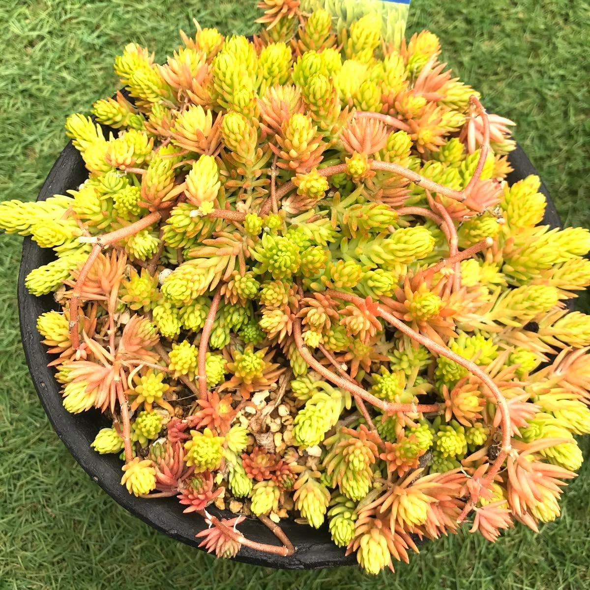 Amazon.co.jp: 多肉植物 レモンボール 3cm 15カット苗 succulent 