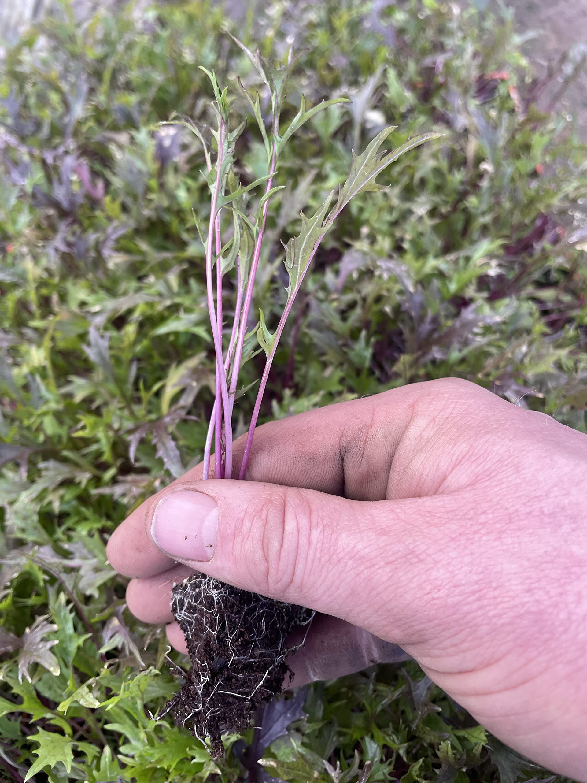 Red Stem Salad Leaf Plug Plants Grow Your Own Salad 'Ready to Plant Now' Young Vegetable Plants (6)