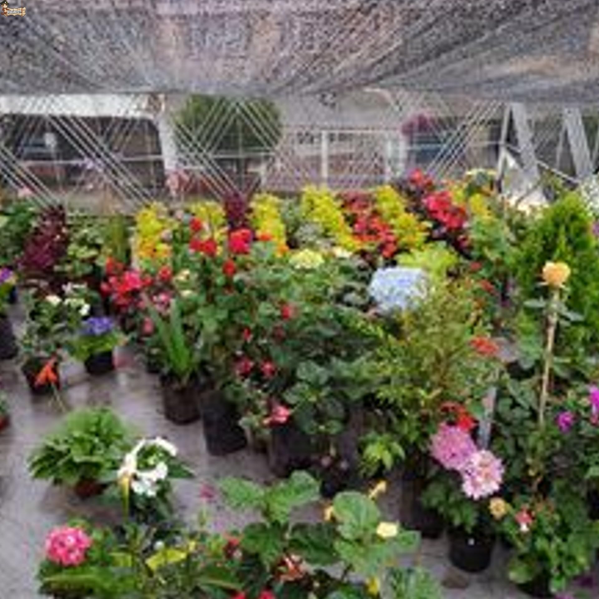 BricoLoco.com Abono complejo NPK 15-15-15. 1 Kg. Fertilizante triple 15 granulado. Para plantas de huerto y jardín, árboles, etc. 15% nitrógeno 15% fósforo 15% potasio (1, Kilogramos)