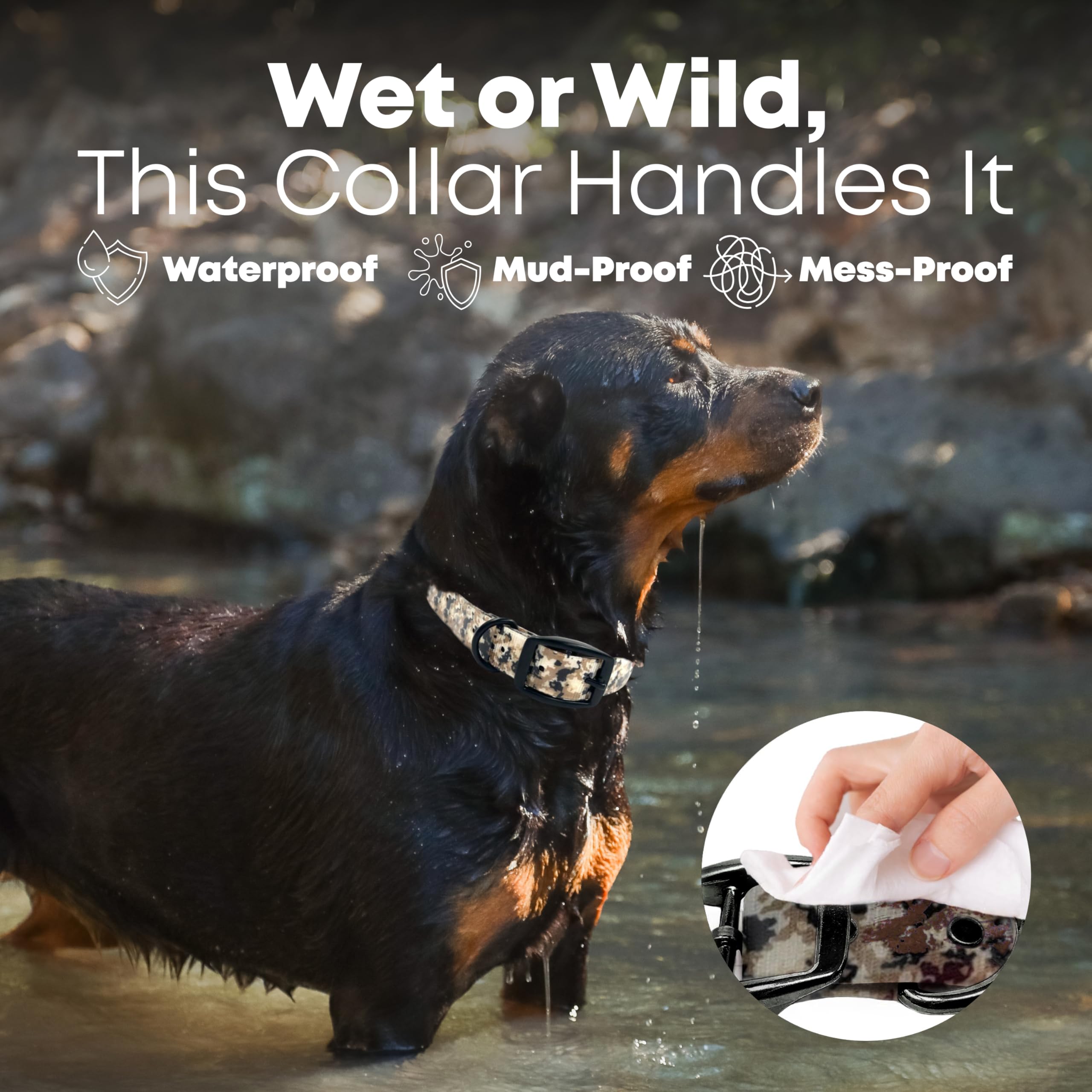 whippet halsband Elegantes beiges Hundehalsband breit main image 0