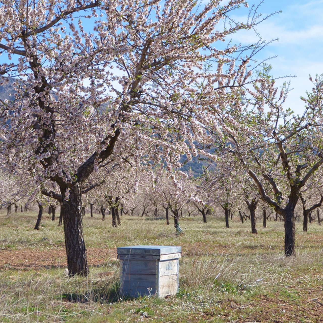 Bio-Mandeln 3kg (3000g) - 100% Süßmandeln aus regenerativer Landwirtschaft in Spanien