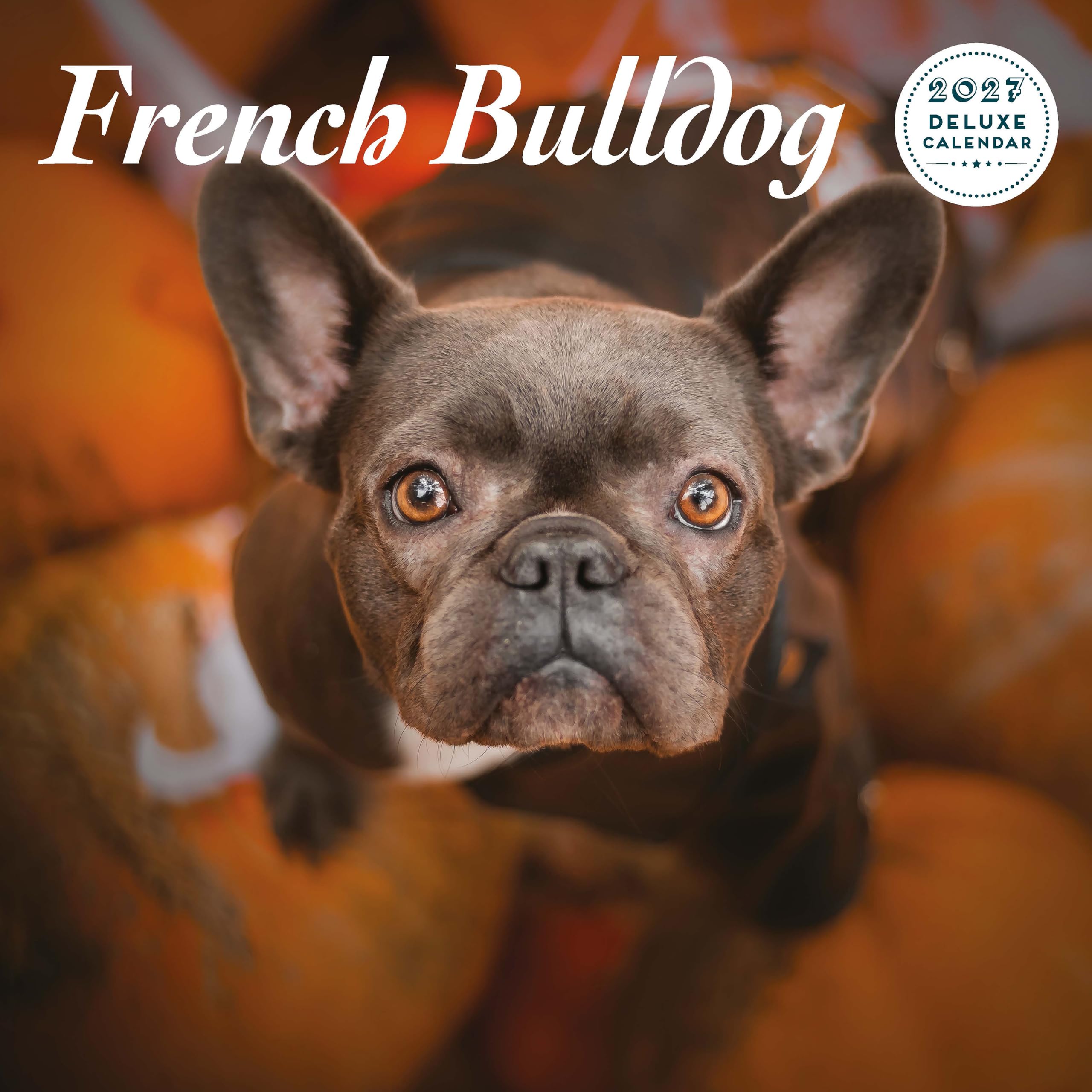 French Bulldog 2027 Deluxe Calendar