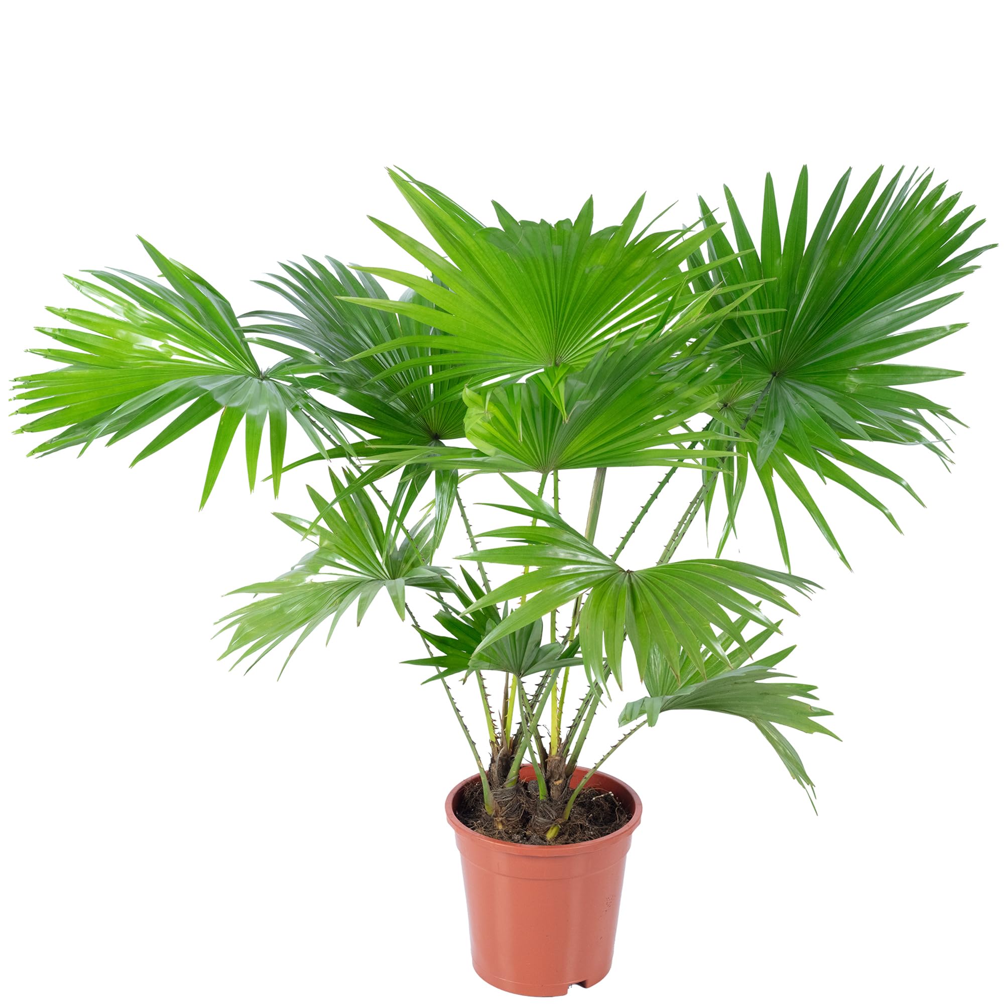 Livistona - Palmera con paraguas (60 cm de altura, 17 cm de diámetro)