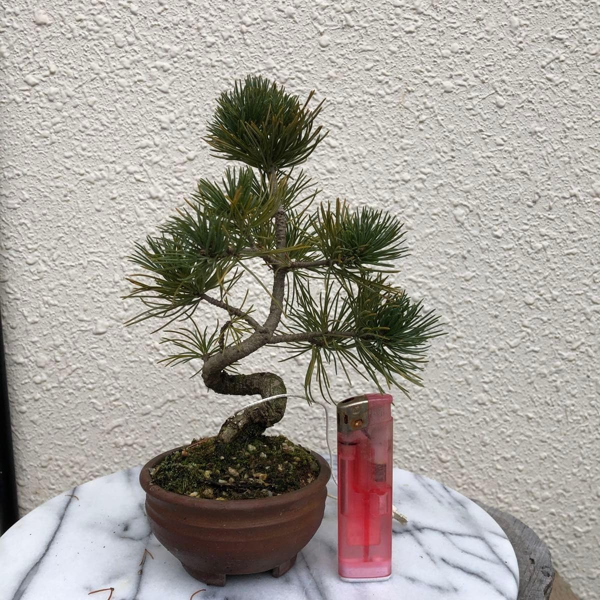 20年物 岩松 イワヒバ 岩ヒバ 盆栽 山野草 高山植物 291