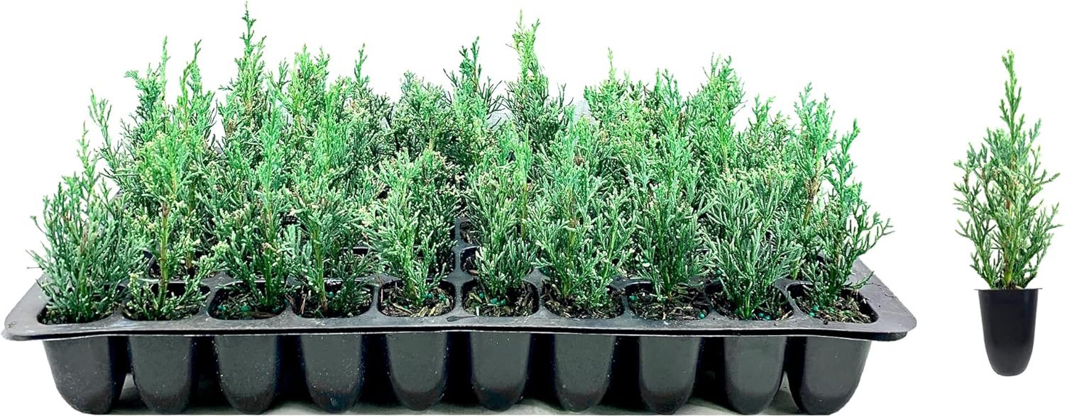 Florida Foliage Italian Cypress Tree | 30 Live Seedlings | Cupressus Sempervirens | Formal Elegant Mediterranean Style Plants