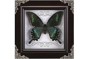 framed handmade taxidermia butterfly in shadow box for gothic home decor