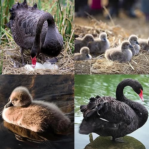 Miniatura 4 de Juguetes de ciclo de vida, juguetes de cisne negro, juego de ciclo de vida de animales ideal para, juguetes de aprendizaje, educación temprana,