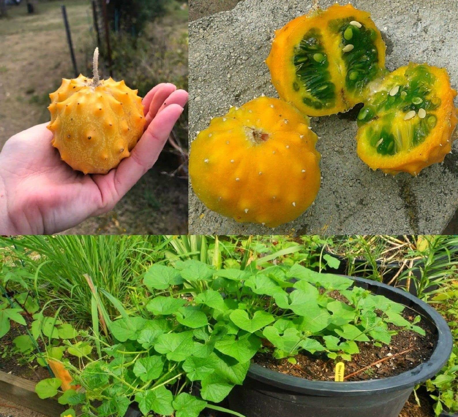 M-Tech Gardens New Rare Hybrid Melon " Kiwano Horned Melon " Exotic 10 Fruit Seeds for Growing (B0CP6Y4CPG) Amazon Price History, Amazon Price Tracker