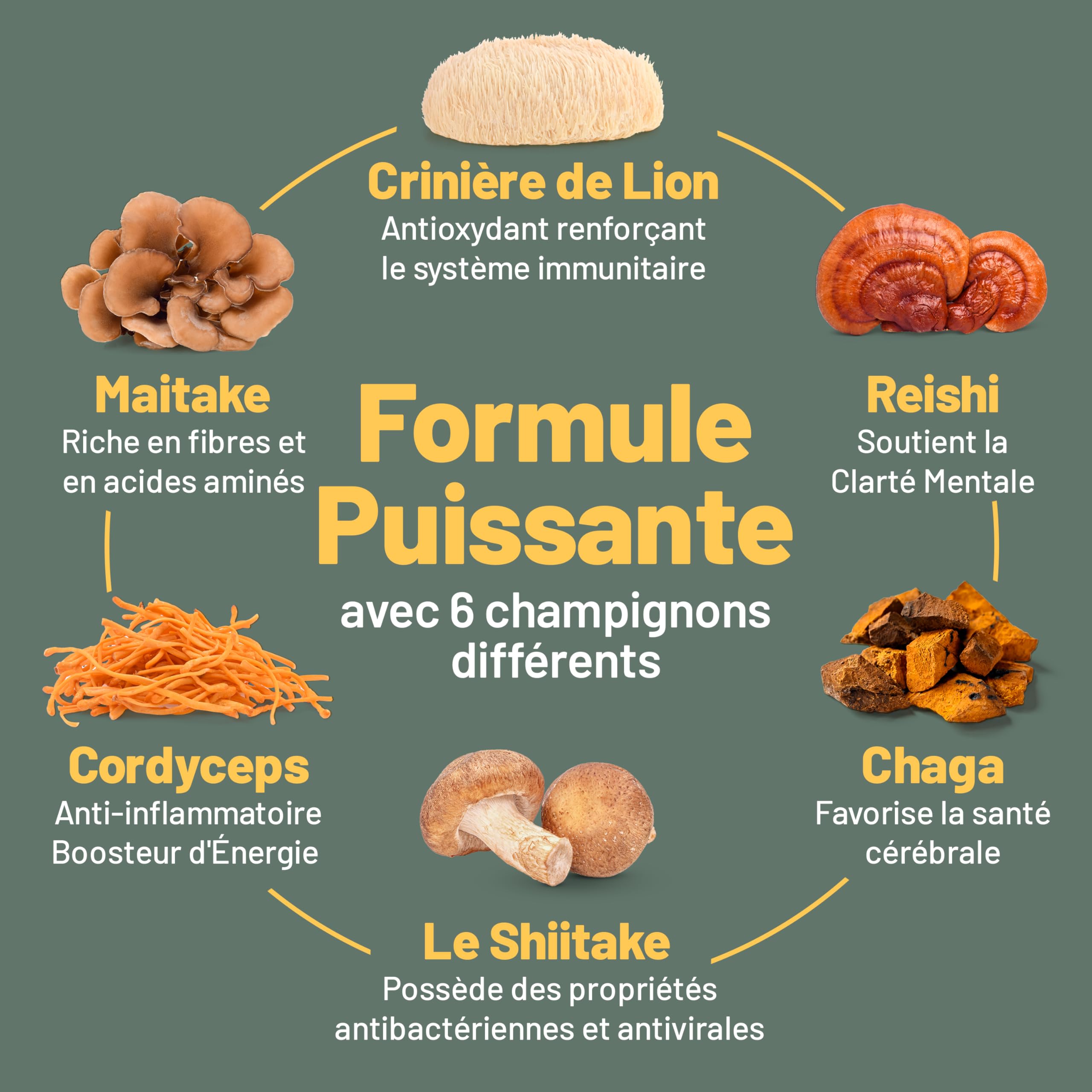 Suppléments à base de 6 champignons – Reishi, Lions Mane, Cordyceps, Chaga, Shitake and Maitake. 120 Capsules.