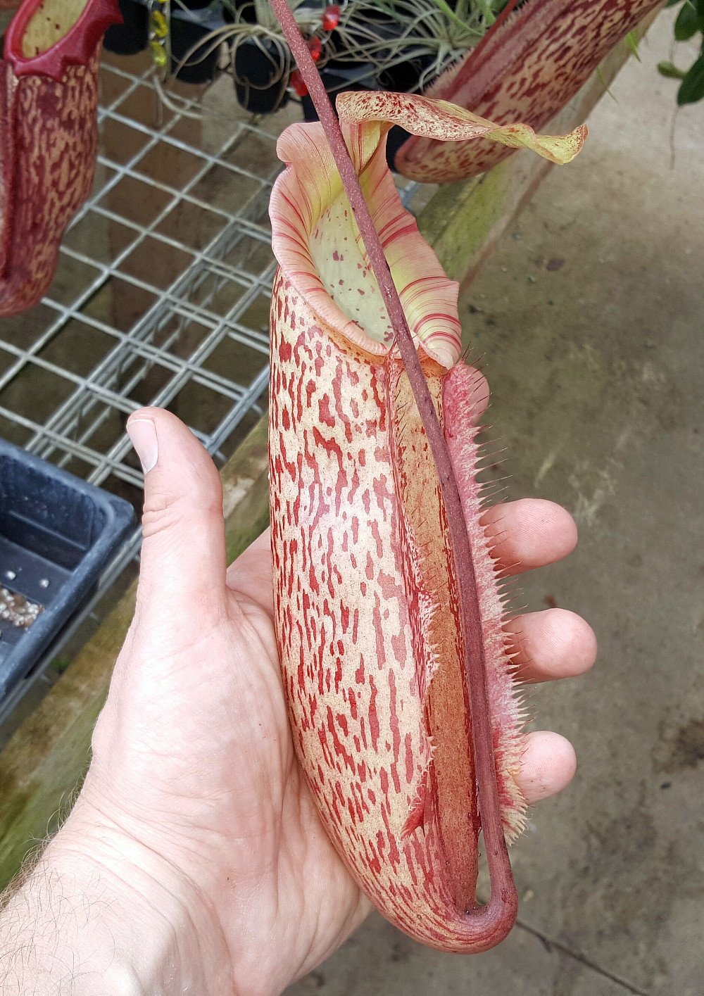 Miranda Velvet Pitcher Plant