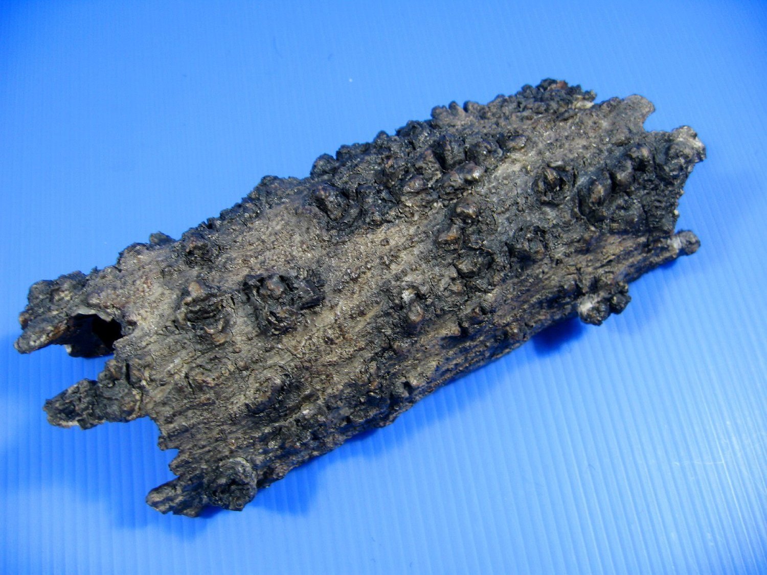 Amazon | プラスチック樹脂 水族館 装飾流木樹皮 洞窟スタイル 魚