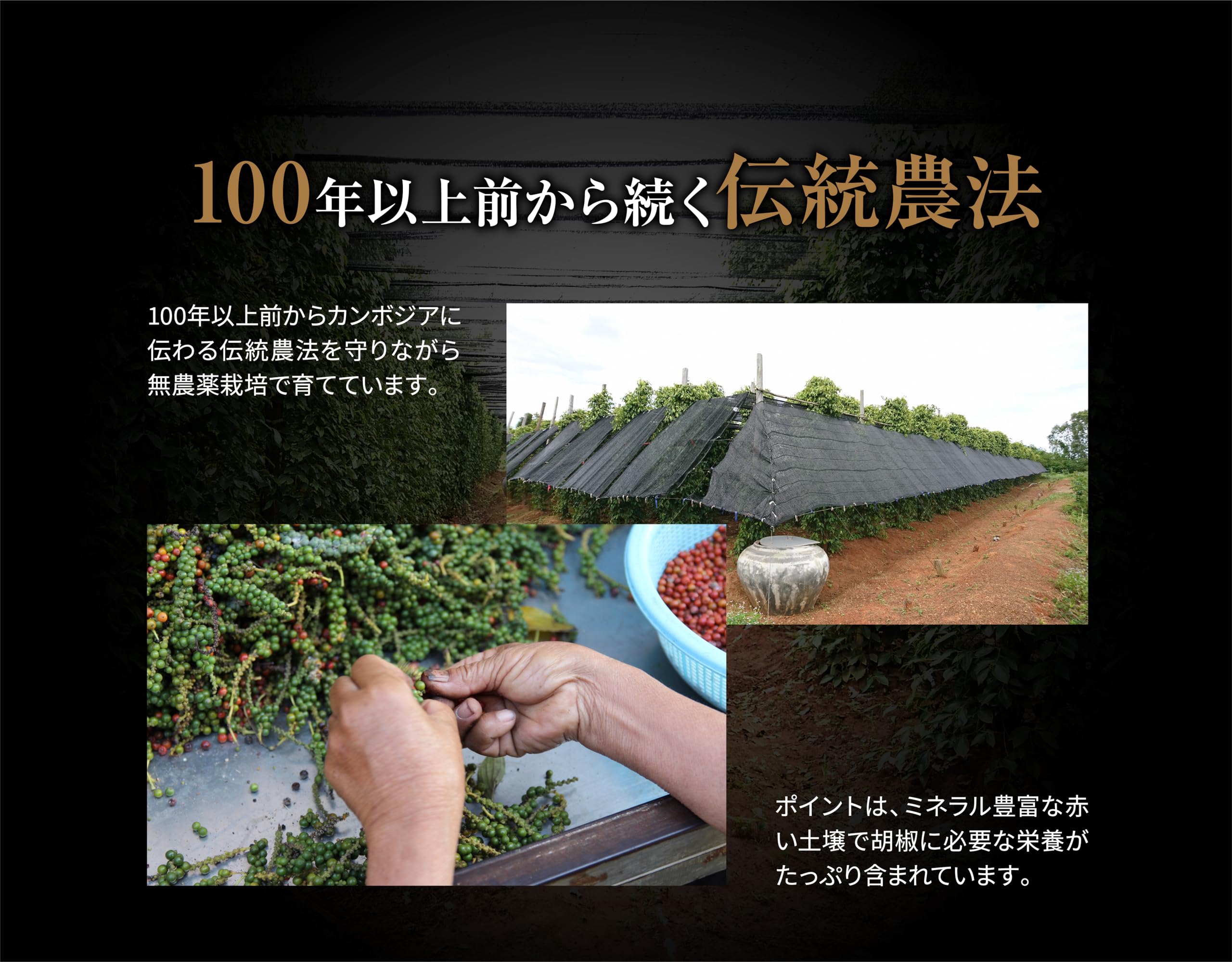 Amazon.co.jp: 世界最高峰のコショウ カンポットペッパー ブラック