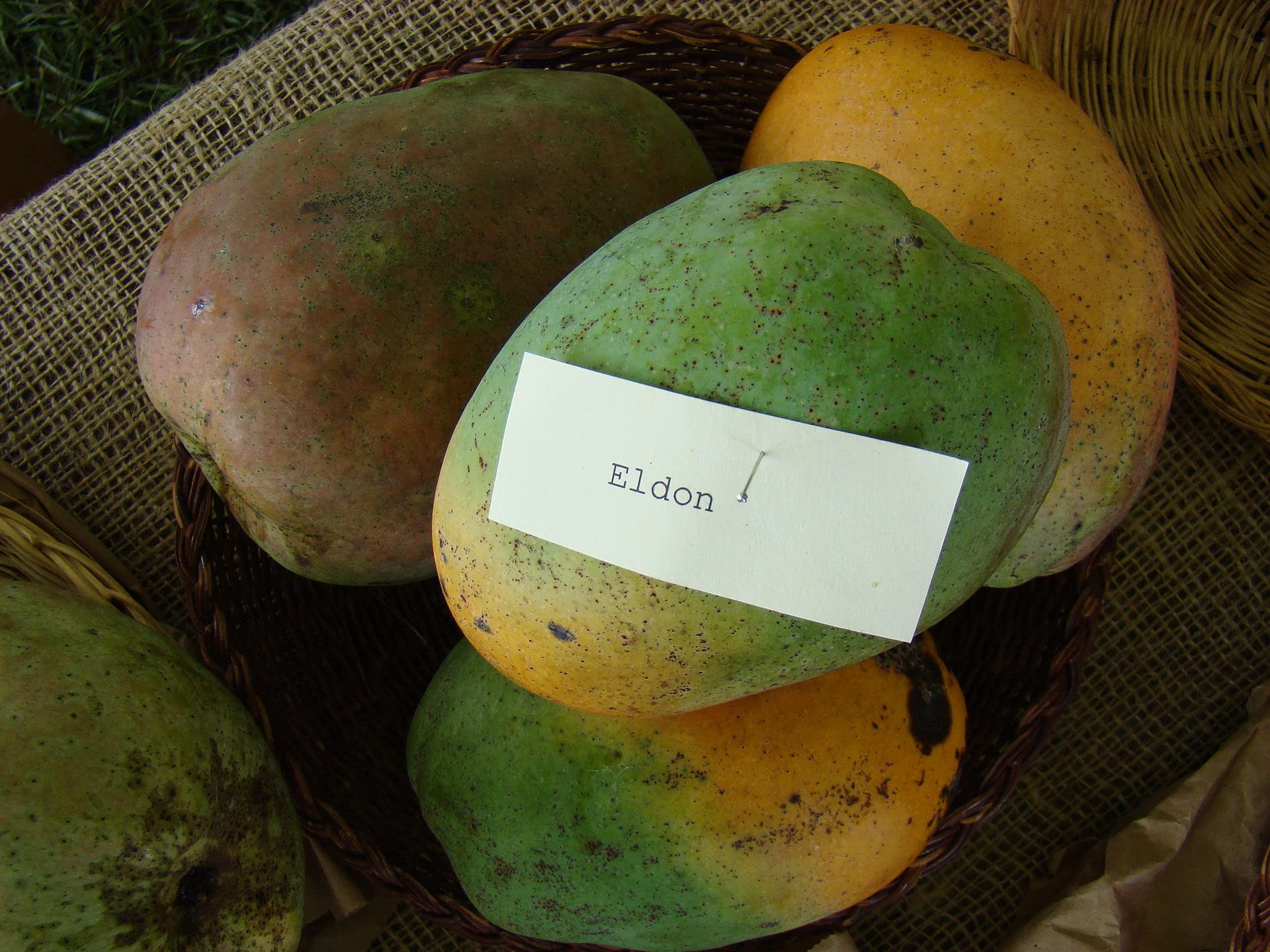 M-Tech Gardens Mango Fruit Plant (Eldon, Grafted Hybrid) Exotic 1 Live Fruit Plant