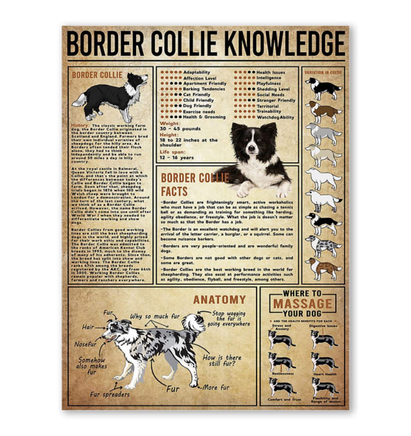 rayprint Border Collie Knowledge Posters Science Guide Metal Signs Retro Plaque Room Club Farm Decor Wall Decor 12x16 Inches