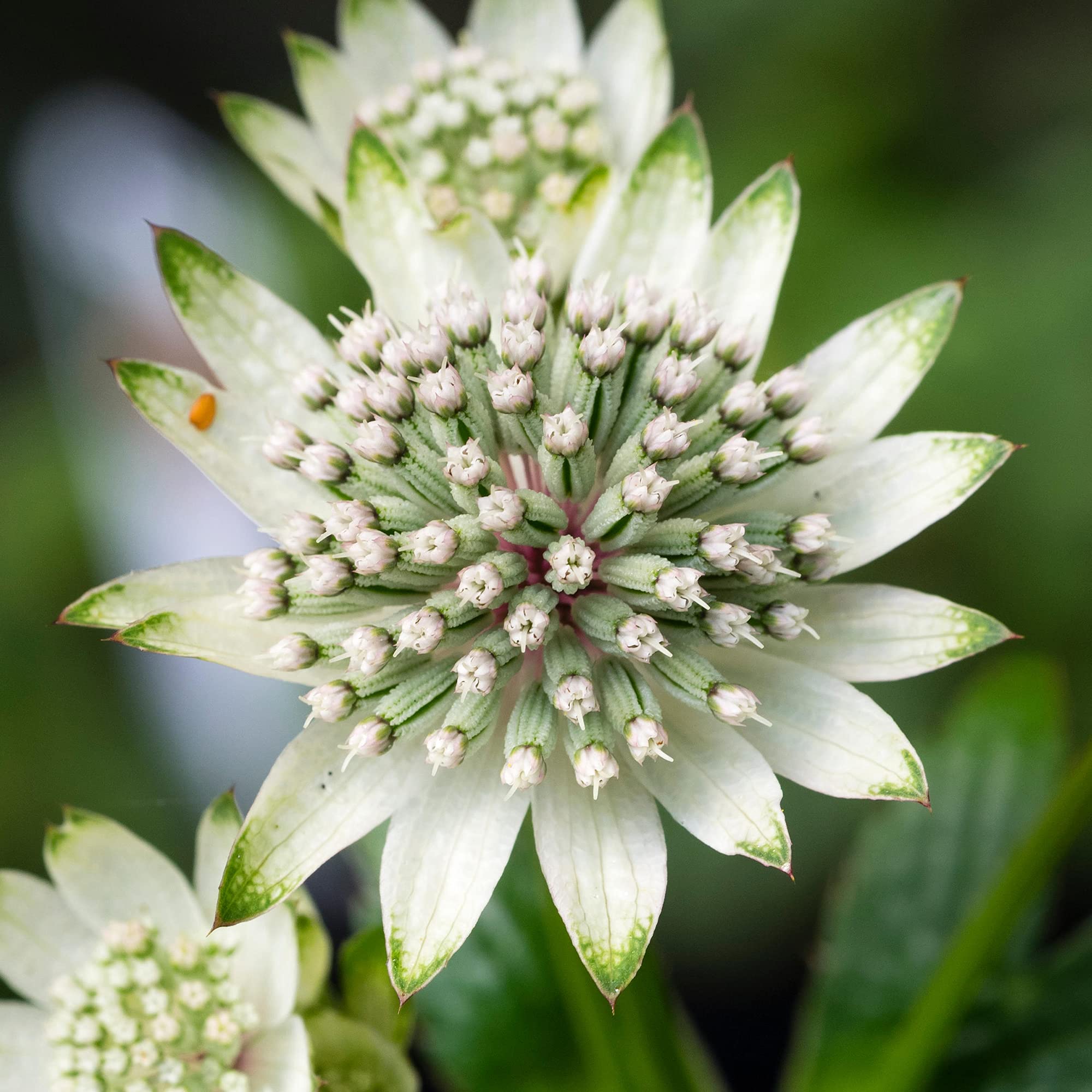 Astrantia Star of Billion Masterwort Upright Flowering Herbaceous Perennial (30-40cm Incl. Pot)