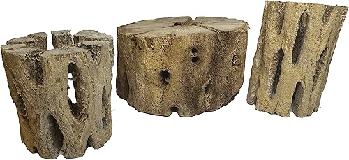 Vista 43 de Soportes de exhibición de plantas de aire grandes de madera cholla natural, soportes decorativos individuales únicos o soporte