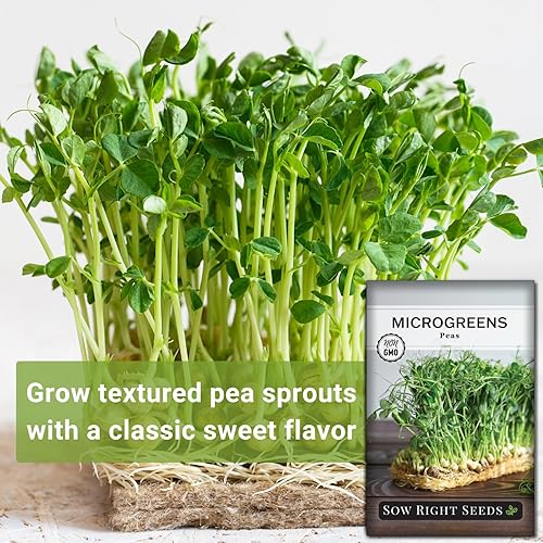 Miniatura 3 de Sow Right Seeds - Semilla de microverde de germinación de germinación de guisantes para el cultivo - Instrucciones para cultivar rápidamente tus