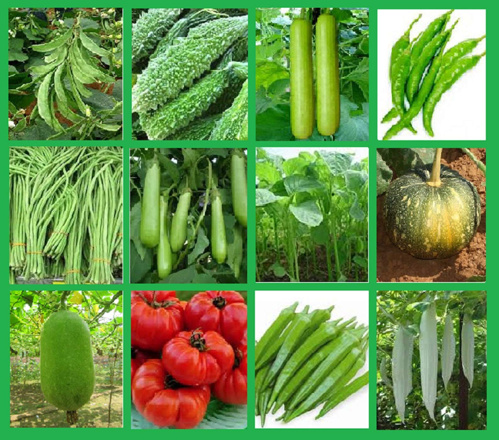 SS Naturals- Home Kit For Vegitable Garden, 12 Varieties of Survival Essential Vegitble Seed Kit