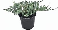 Vista 1 de Blue Rug Juniper - 30 plantas vivas - Contenedor de 4 pulgadas de bajo mantenimiento Evergreen cubierta de suelo