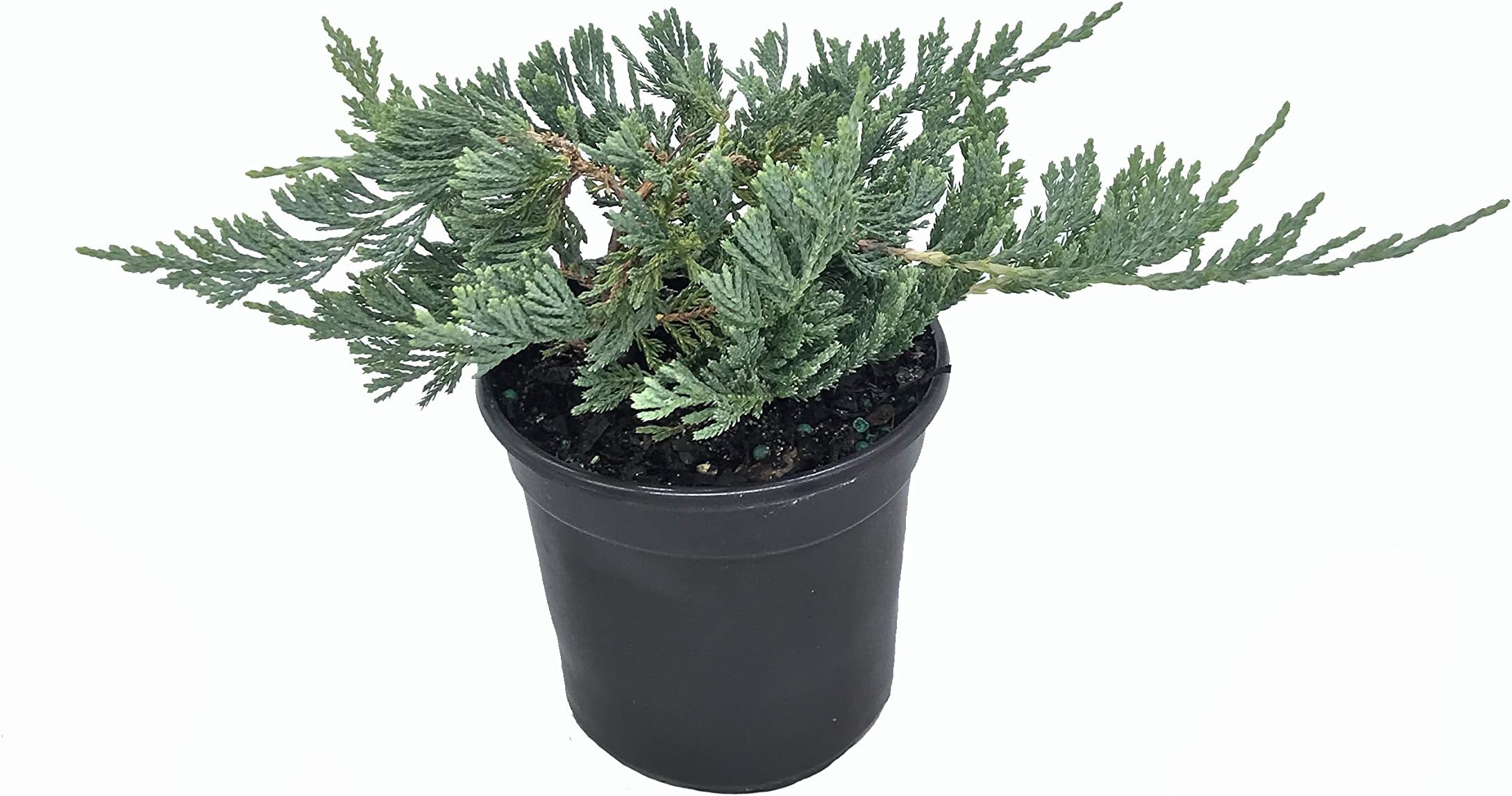 Blue Rug Juniper - 30 Live Plants - 4" Container Low Maintenance Evergreen Ground Cover