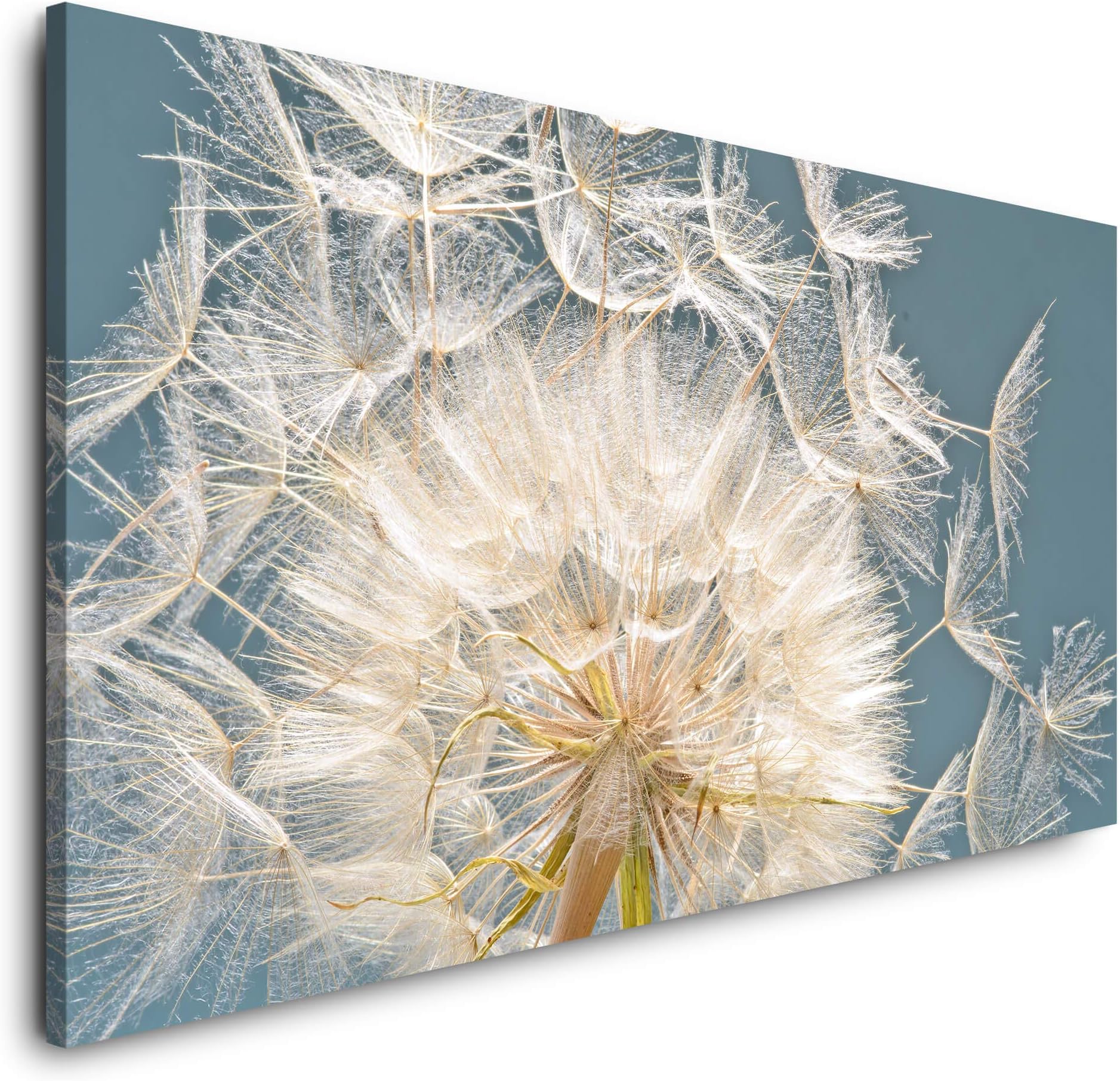 Spannende Pusteblume Bilder Leinwand Bild