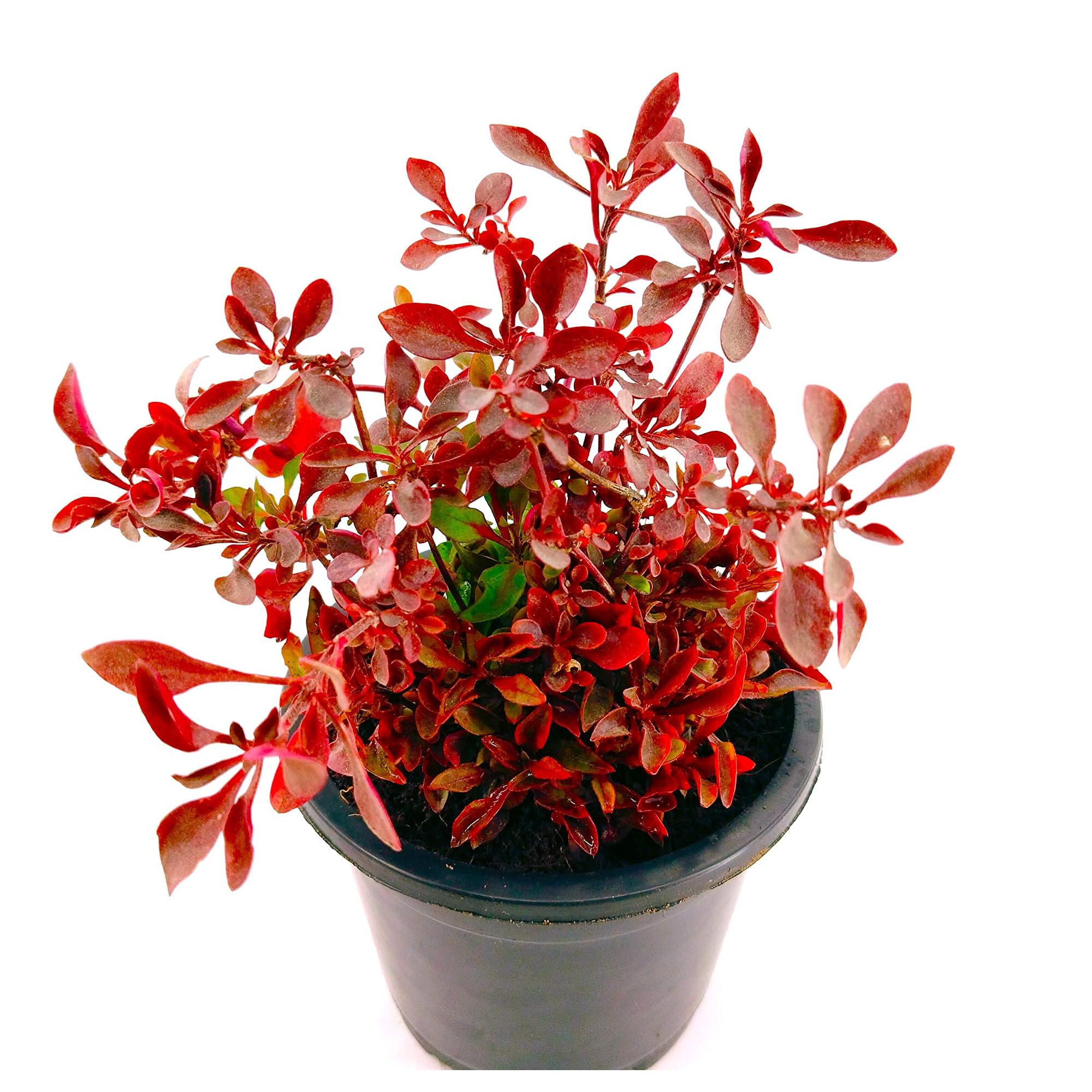 GREEN MAGICIAN Indoor outdoor Air Purifying Plant House Plants Lanthara Plant imported Brazilian Alternanthera Red Live Plant (B0CKW3CM2D) Amazon Price History, Amazon Price Tracker