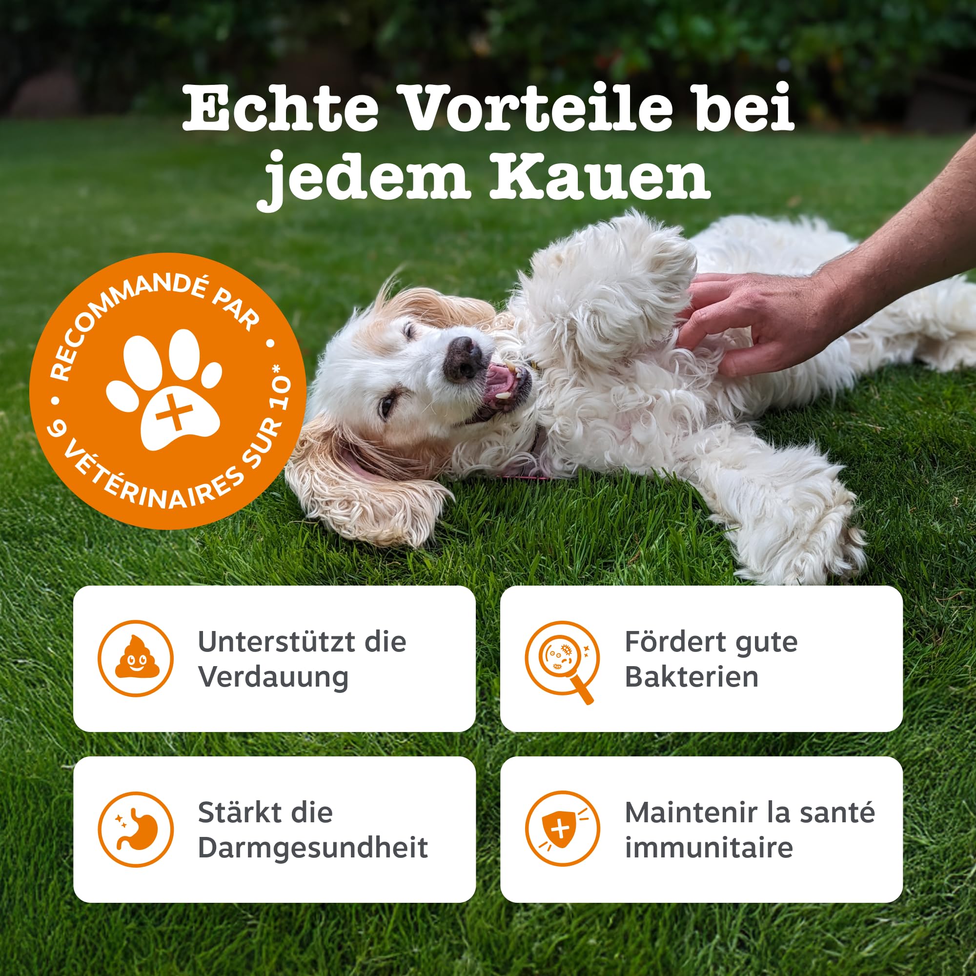 Zesty Paws Probiotika für Hunde – Unterstützt Darmflora, Verdauung & gegen Mundgeruch – Mit Pre-, Pro- & Postbiotika, Kürbis & Leinsamen – Tägliche Anwendung – 90 Kauleckerlis