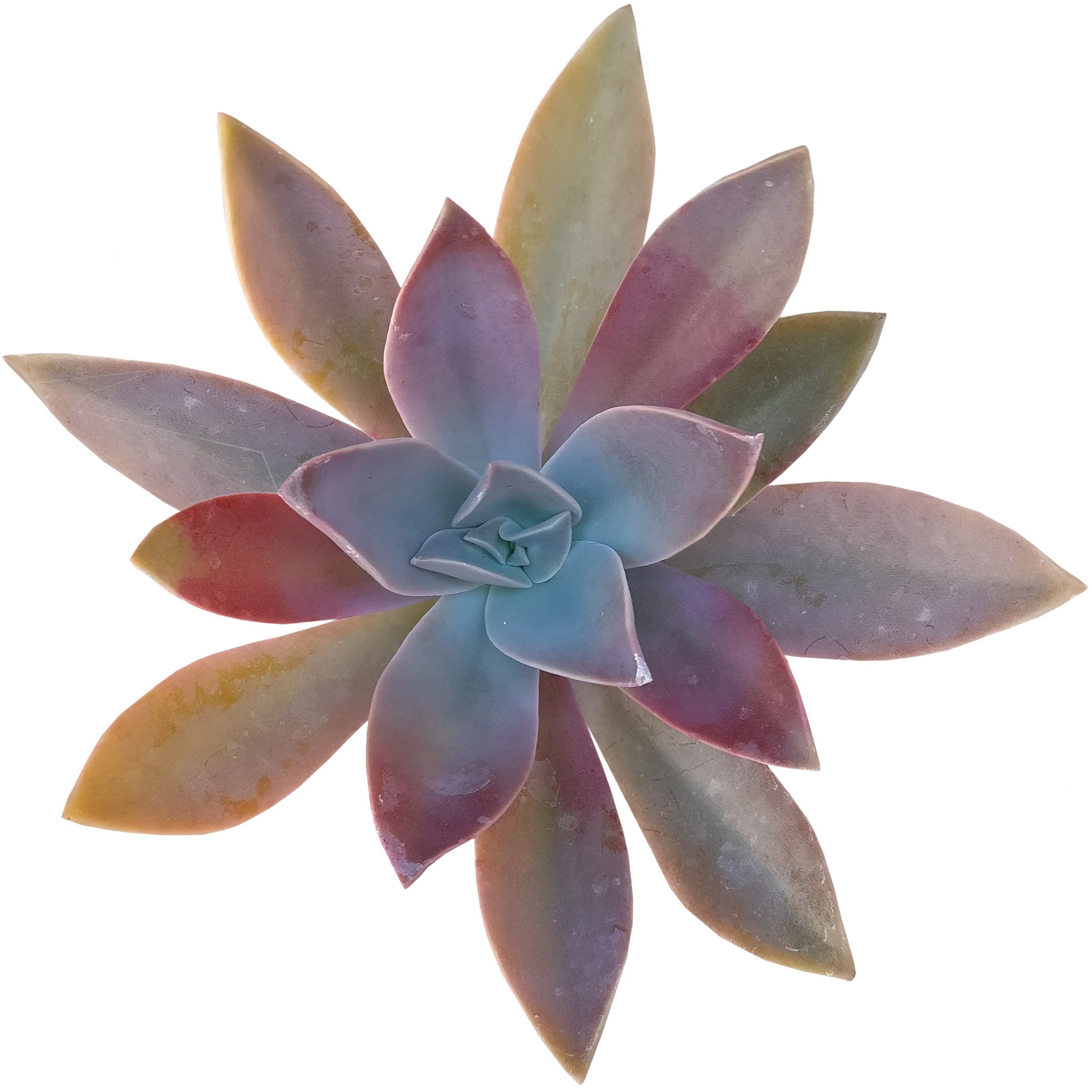 Graptoveria Fred Ives