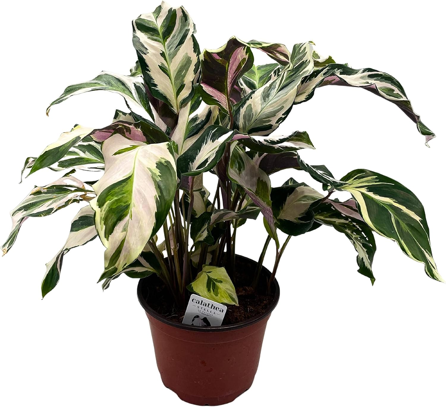 BubbleBlooms Calathea Stella in a 6 inch Pot Beautiful White Variegated House Plant Lietzei Fusion White