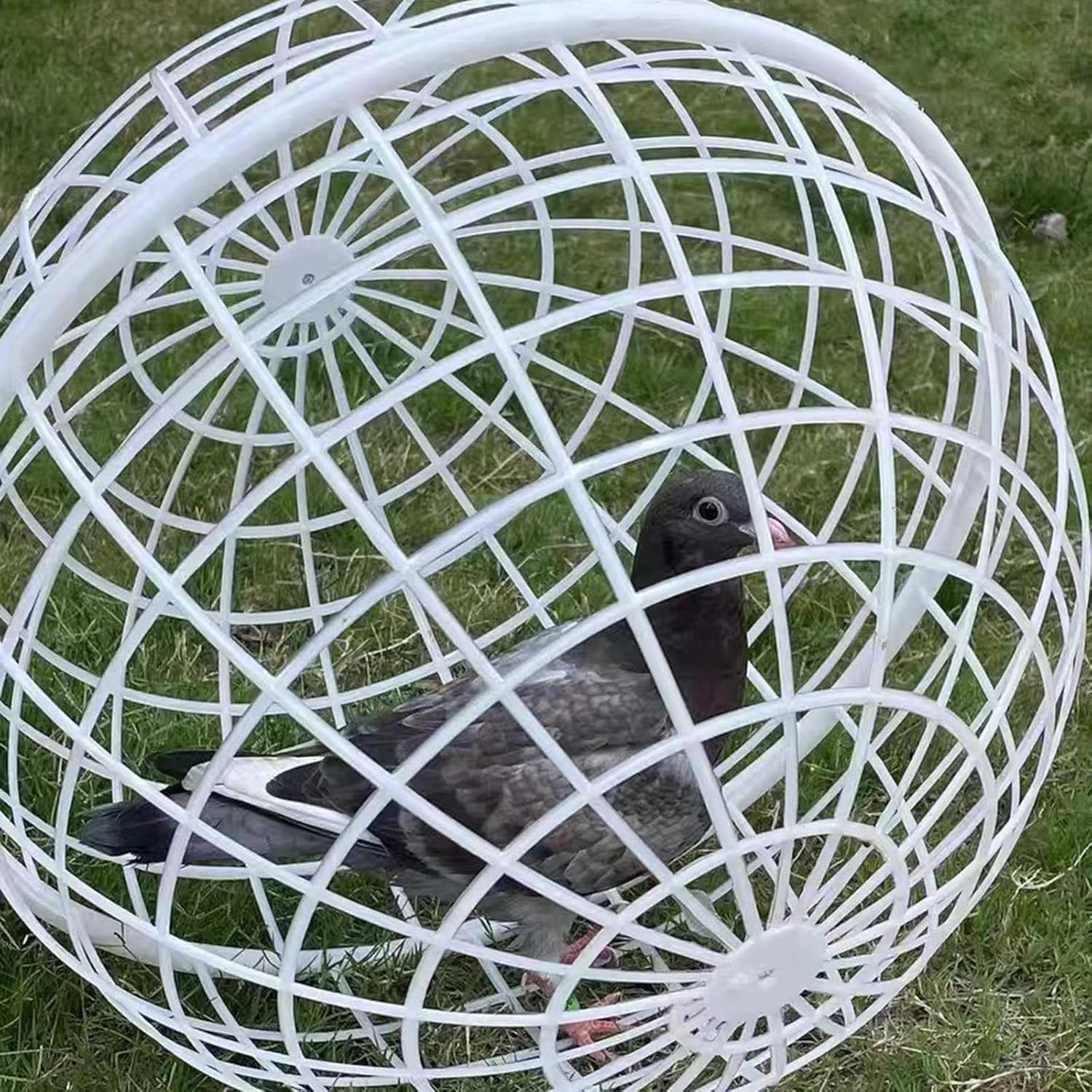 Cage De Boule De Poulet - Cage De Poulet Ronde Roulable - Poule De