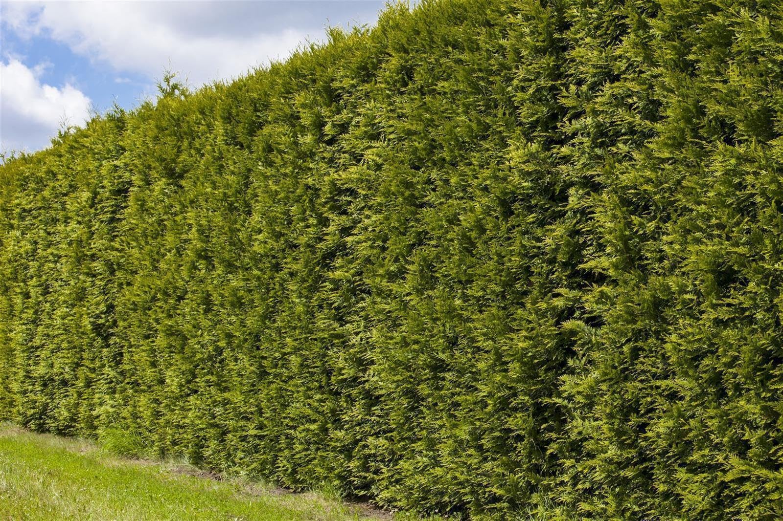 Lebensbaum Thuja occidentalis Smaragd 175-200 cm pyramidal winterhart