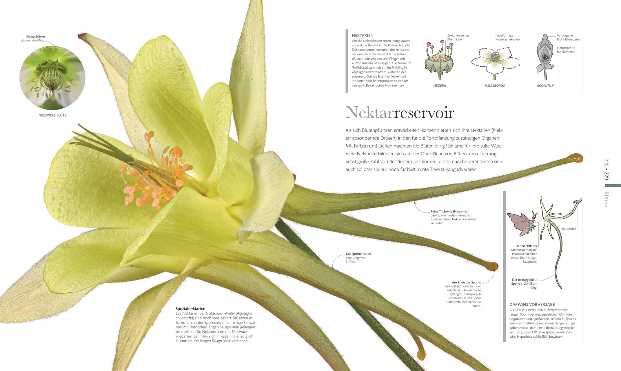 Flora – Wunderwelt der Pflanzen: Über 1500 brillante Fotos illustrieren die Schönheit von Blumen, Bäumen & Co. (DK Wunderwelten)
