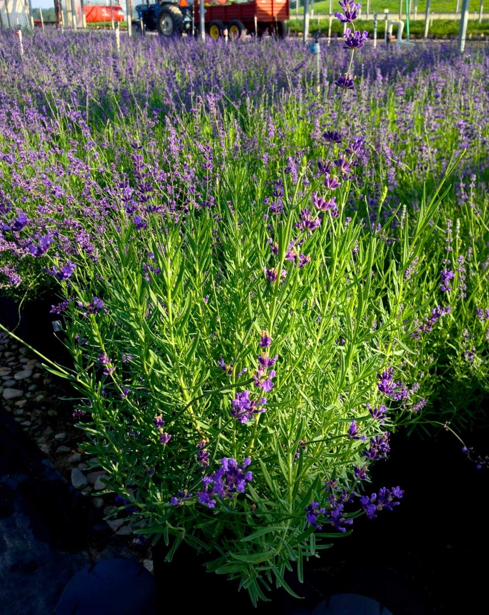 Green Promise Farms Lavandula ang. 'Munstead Strain'