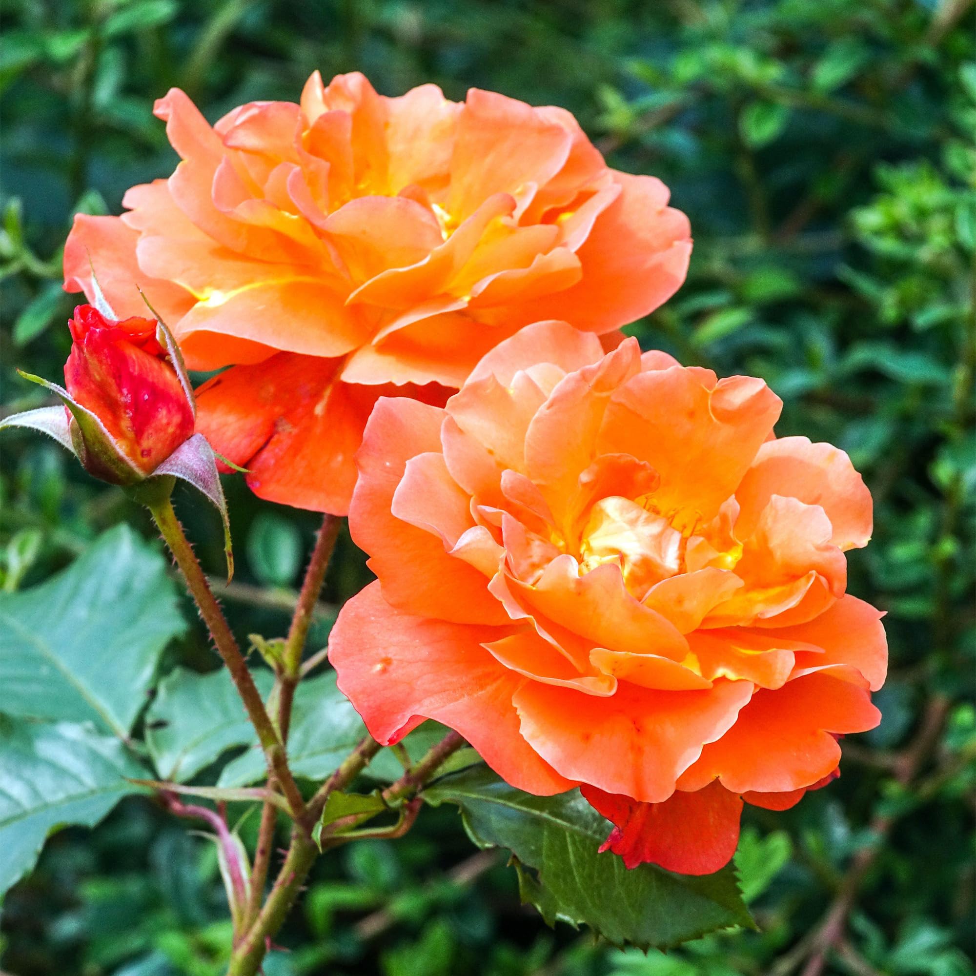 GardenersDream Rosa Rampicante Arancione – Pianta di Rosa in Vaso Resistente e a Bassa Manutenzione – Rampicante Fiorita per Muri, Pergolati e Recinzioni
