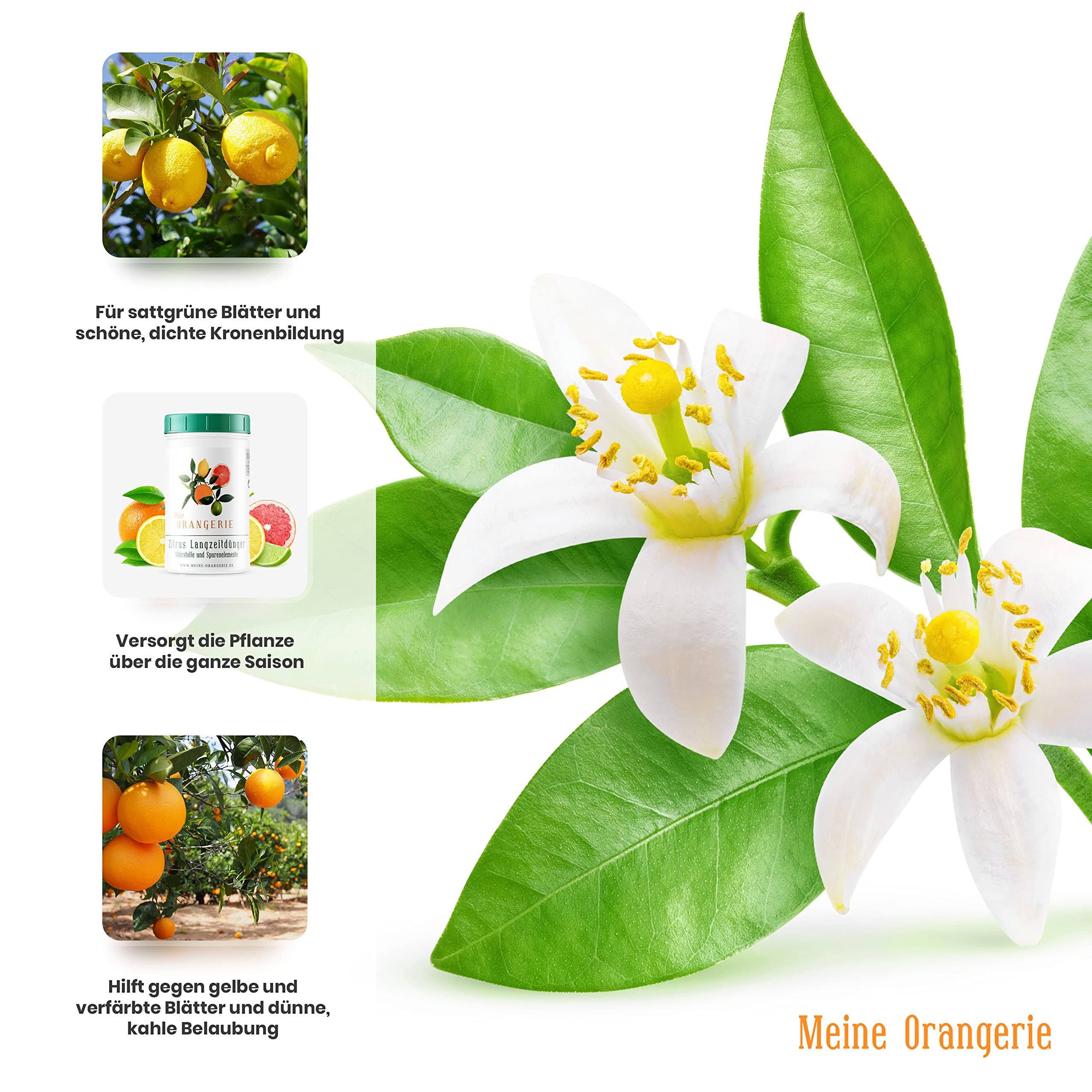 Meine Orangerie - Langzeit-Zitrusdünger [1kg] - Profi Zitruspflanzendünger - Gleichmäßige Langzeit-Wirkung für 6 Monate - Langzeit Zitrusdünger für Citruspflanzen und mediterrane Pflanzen
