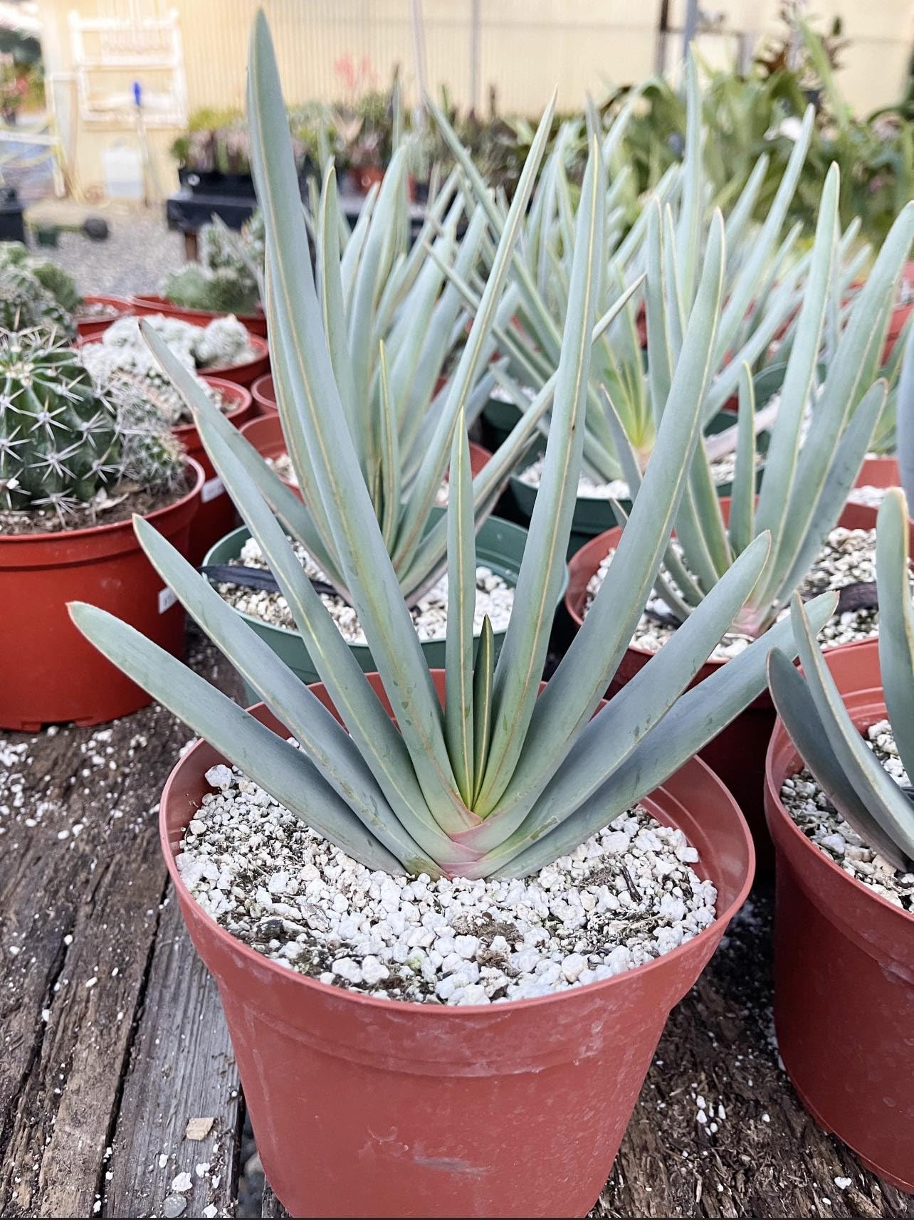 Amazon.com: Aloe Abanico | Aloe Plicatilis | Kumara plicatilis | Suculenta  viva : Patio, Csped y Jardn