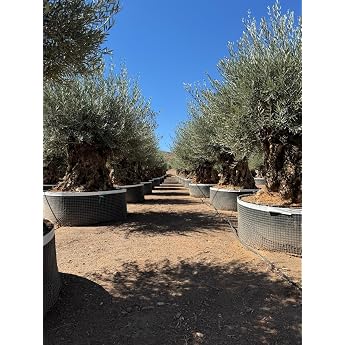 Sunny Tree - Olive Tree - Olea Europaea - Hardy Olven Tree Bonsai 240 cm - 275 Years Old Olive Tree - Fruit-bearing