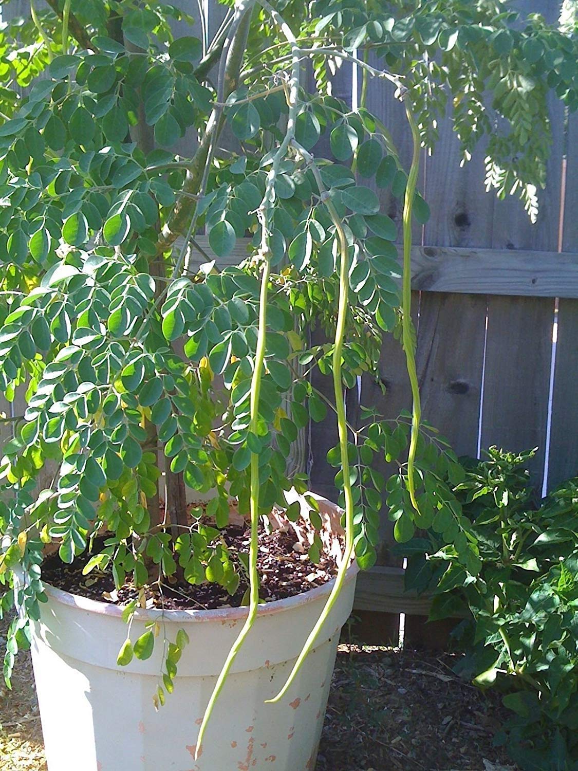 Nursery Live Rare Hybrid Drumstick Moringa " Konkan Ruchira " Exotic 20 Vegetable Seeds for Growing (B0BS3NL69Y) Amazon Price History, Amazon Price Tracker