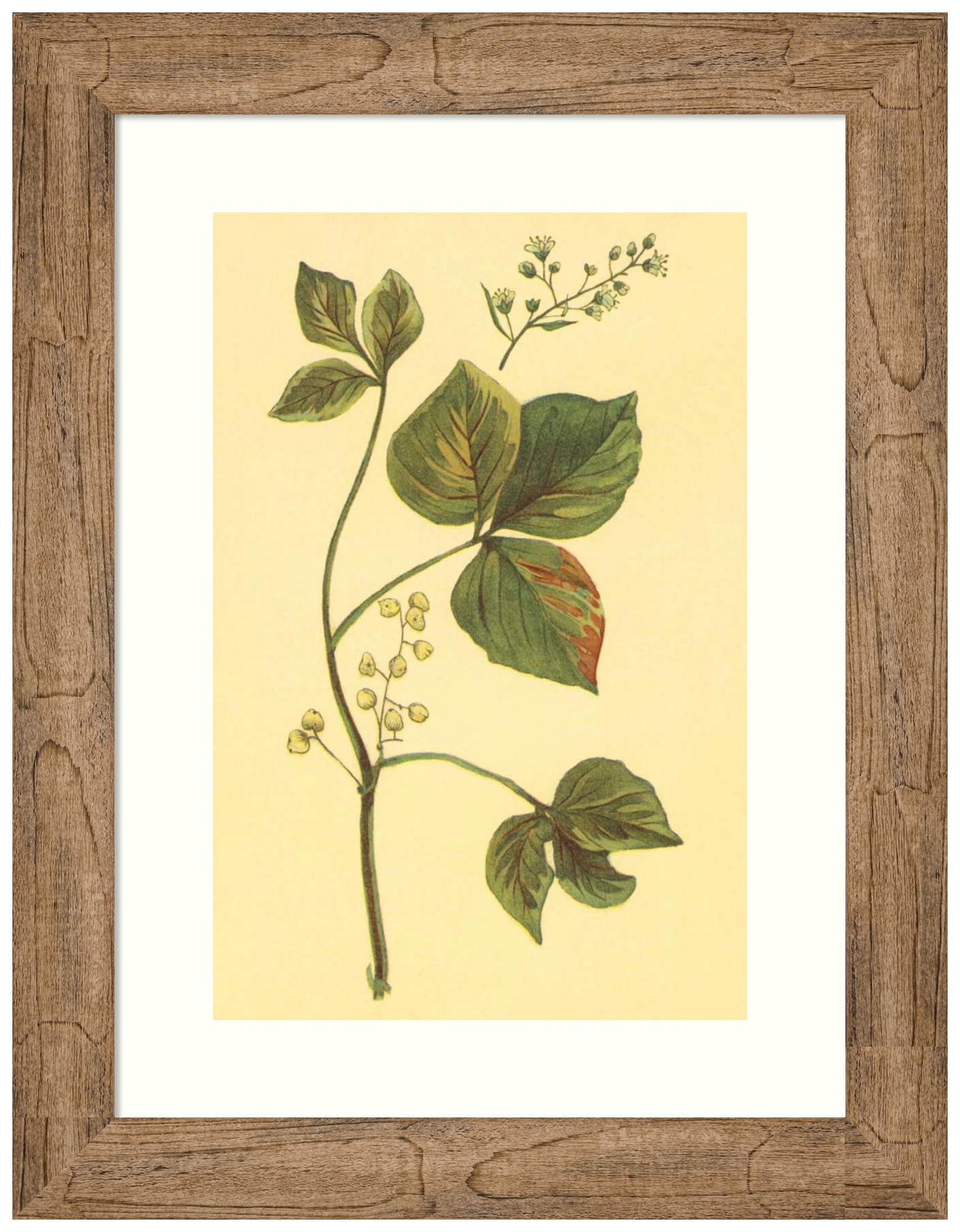 Amazon.com: Amanti Art Framed Wall Art Print 24x18 Poison Ivy and