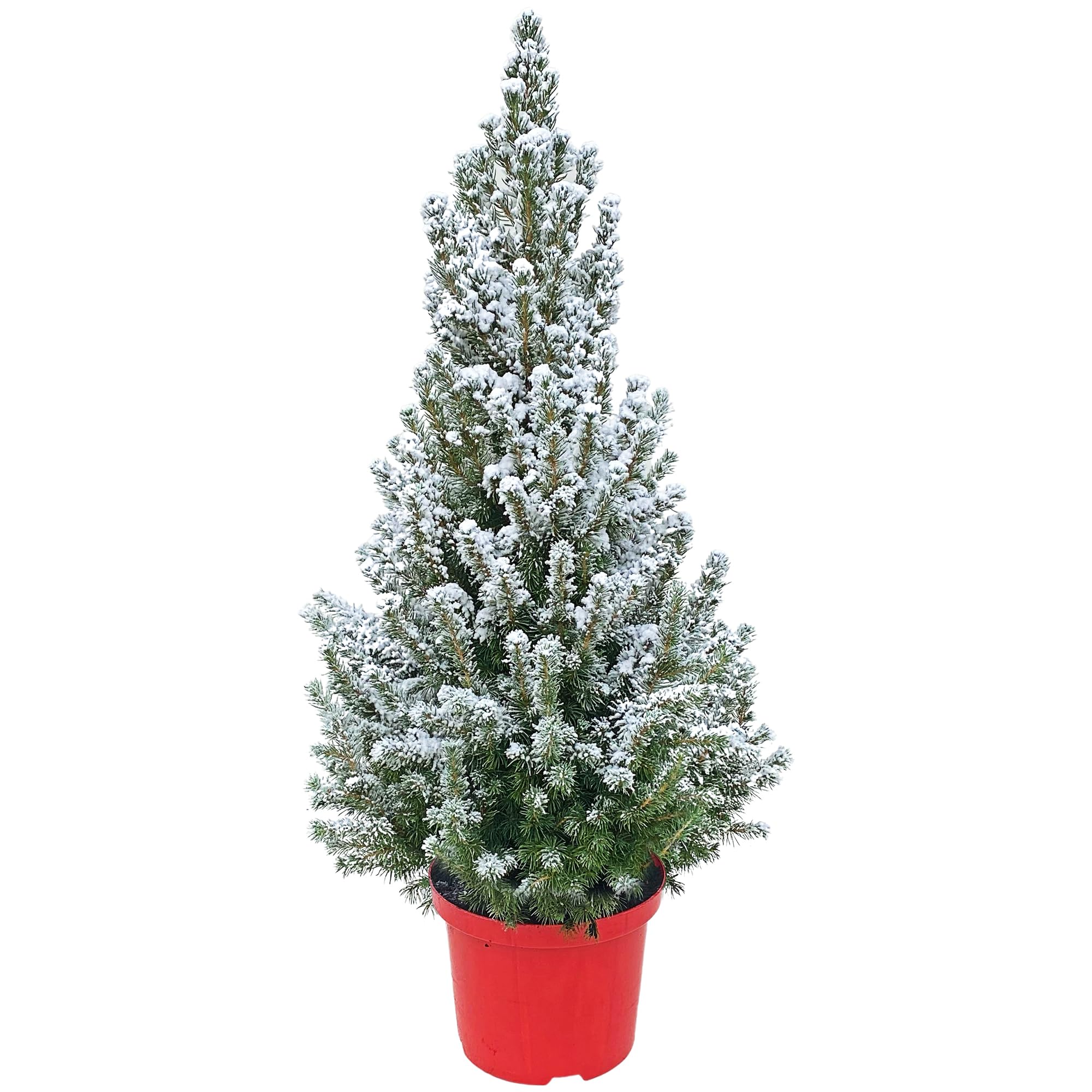 Sunny Tree - Echter Weihnachtsbaum - Weihnachtsbaum mit Schnee - Weihnachtsbaum im roten Topf - Mini Weihnachtsbaum - Tannenduft - Weißer Weihnachtsbaum - Kleine Weihnachtsbaum