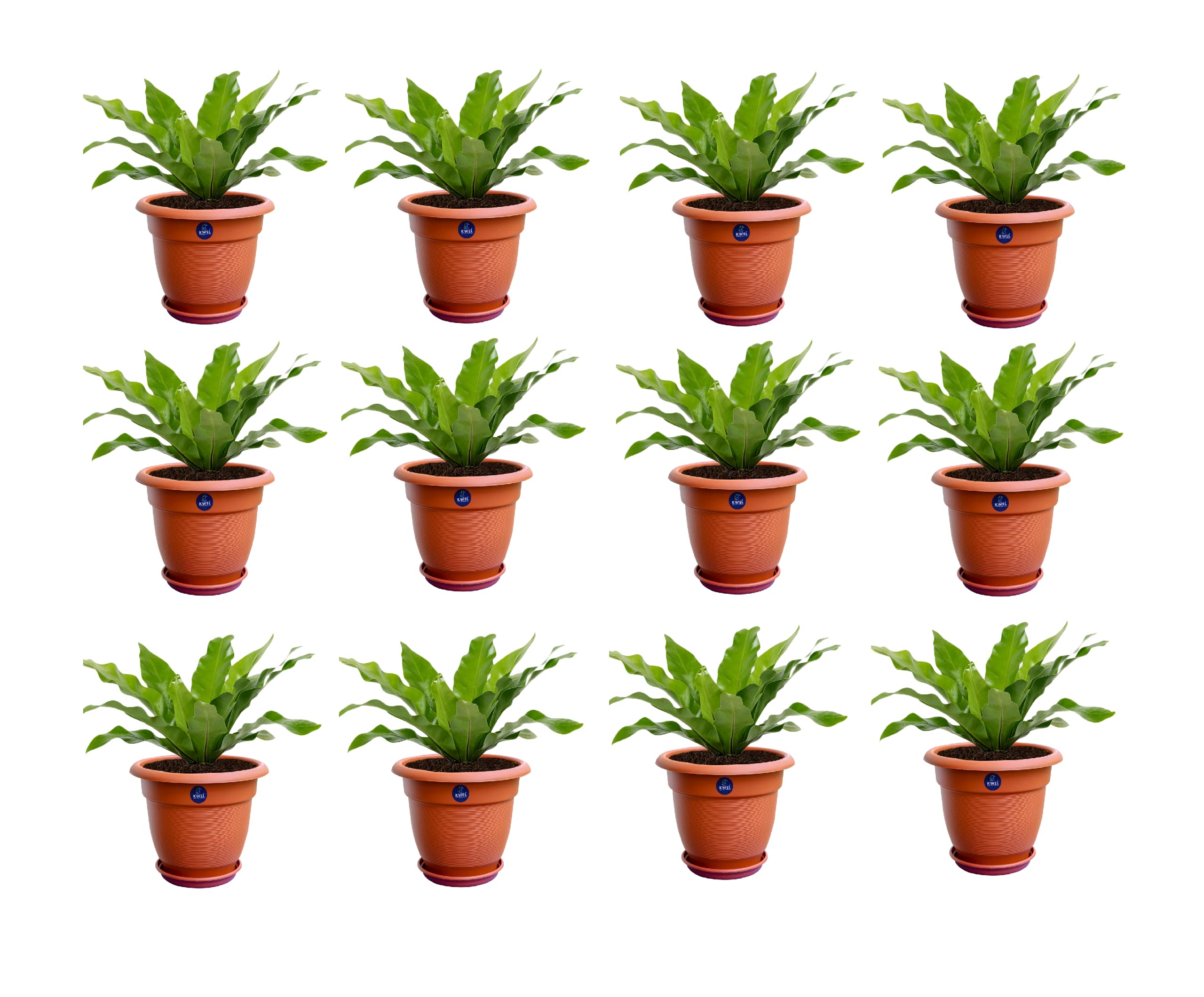 KWEL Flower Pots for Plants and Flowers with Free Tray Size 12Inch - Brown (Pack of 12) (B097MMW3JH) Amazon Price History, Amazon Price Tracker