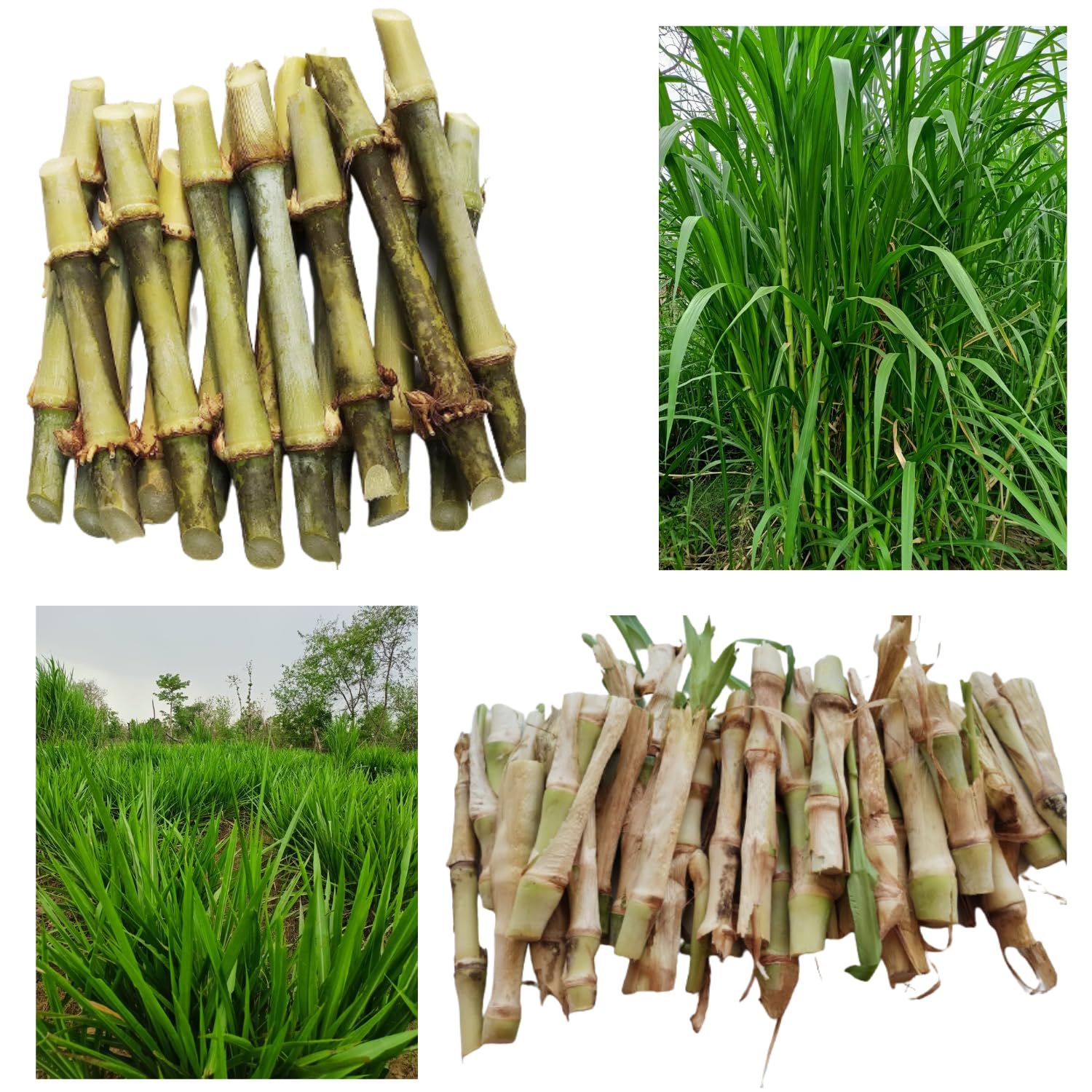 Smart Napier (Dwarf Napier) - 20 Sticks + Super Napier - 20 Sticks | Combo Pack | Total 40 Fresh Napier Grass Sticks (B0D8PYJWYH) Amazon Price History, Amazon Price Tracker