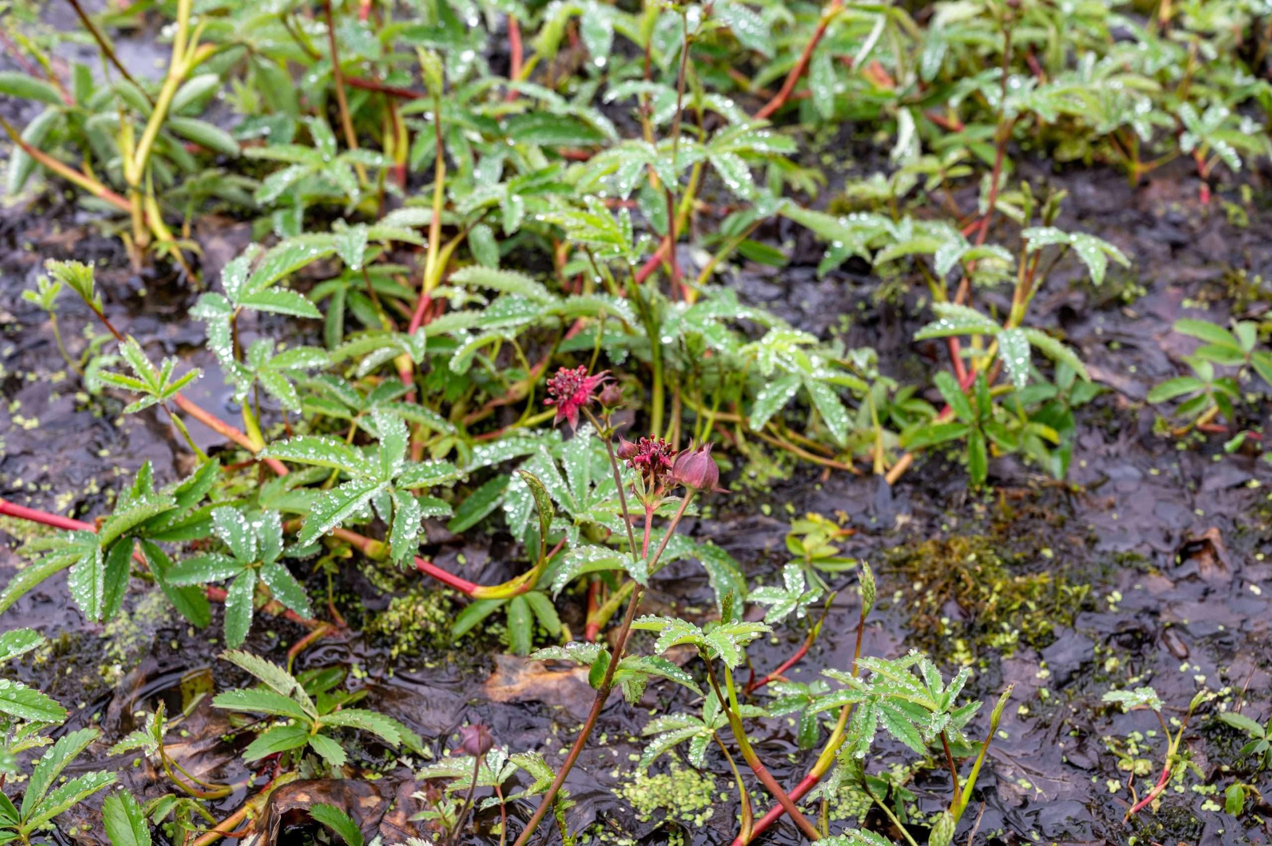 Lincolnshire Pond Plants Ltd - Potentilla palustris (Marsh Cinquefoil) - Marginal Pond Plants - MP096-1 / 9cm Potted