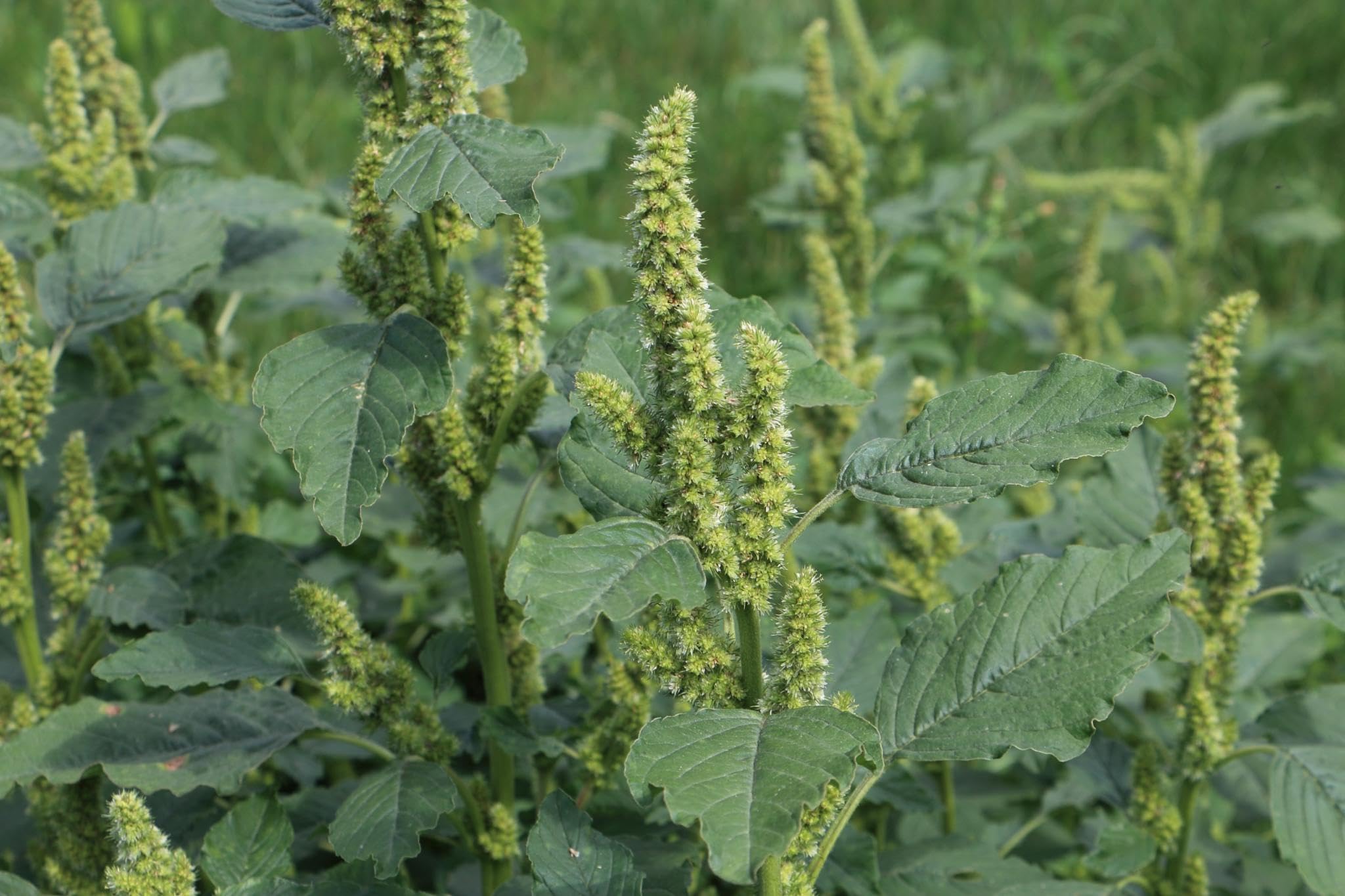 Zurückgekrümmter Fuchsschwanz oder Amaranth (Amaranthus retroflexus) Samen. (20000 Samen = 10,0g)