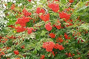 Rowan Tree Seeds: Abundant Berries for Vibrant Landscapes