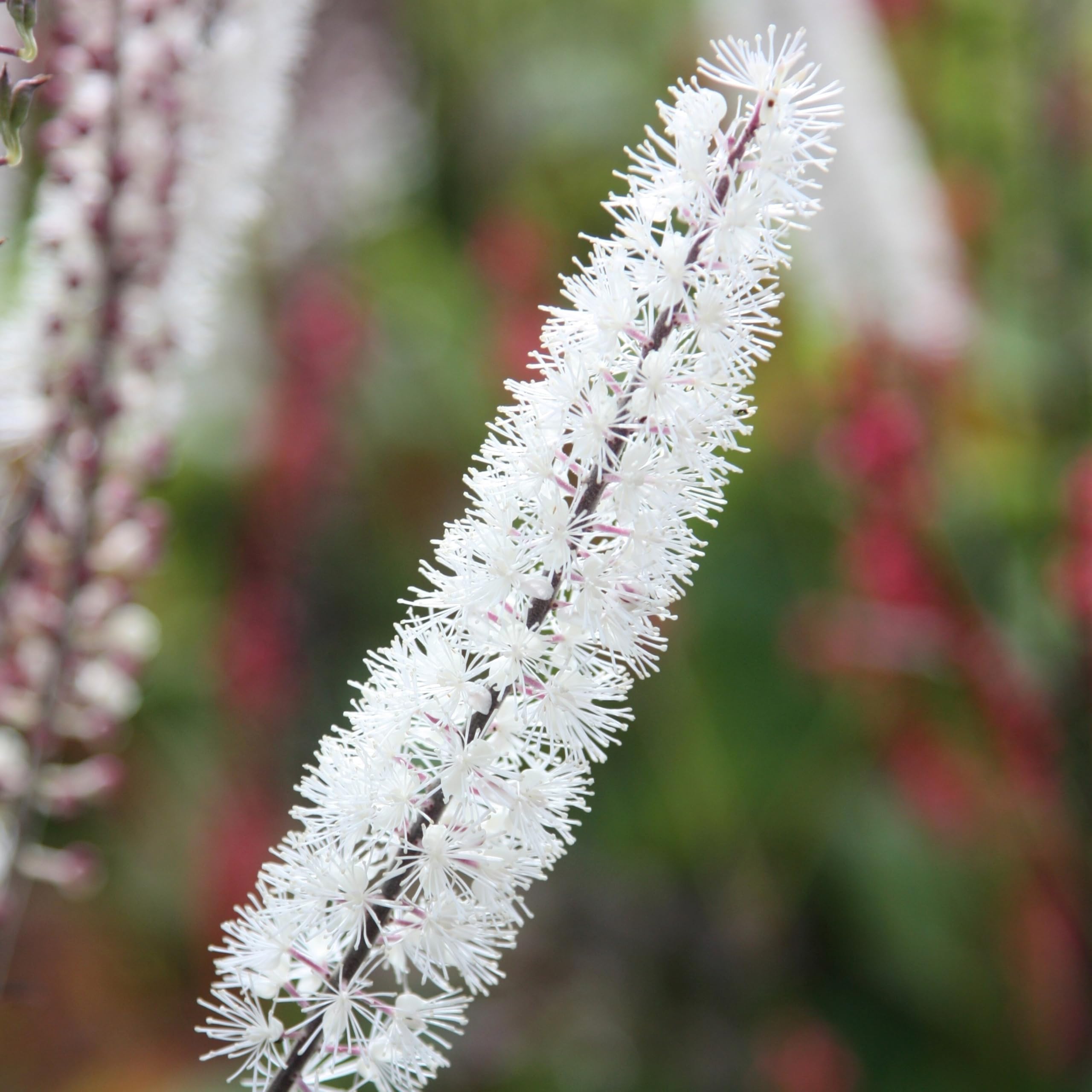 Plant Theory 9cm Pot Actaea Simplex Atropurpurea Group Bugbane Perennial