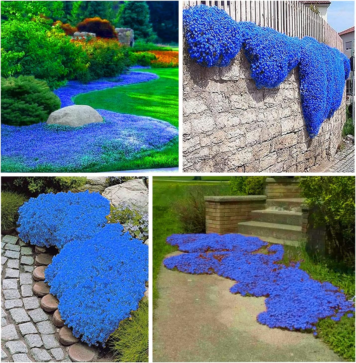 20000+ Blue Creeping Thyme Seeds for Planting Thymus Serpyllum - Heirloom Creeping Thyme Seeds Ground Cover Easy to Plant - Open Pollinated