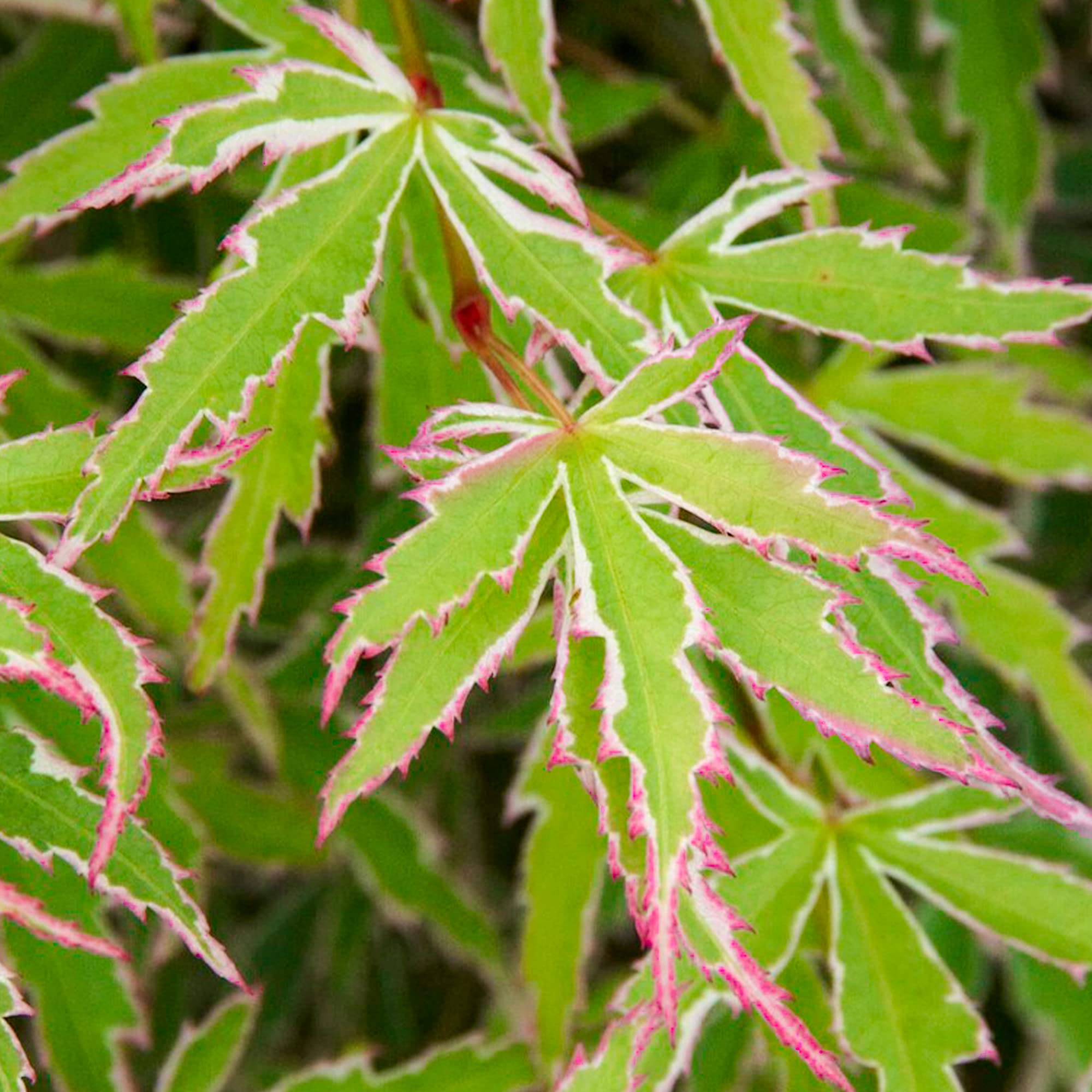 Acer Butterfly Plant - Japanese Maple Tree | Outdoor Deciduous Hardy Garden Shrub Potted | 3L Pot, 40-60cm Incl. Pot