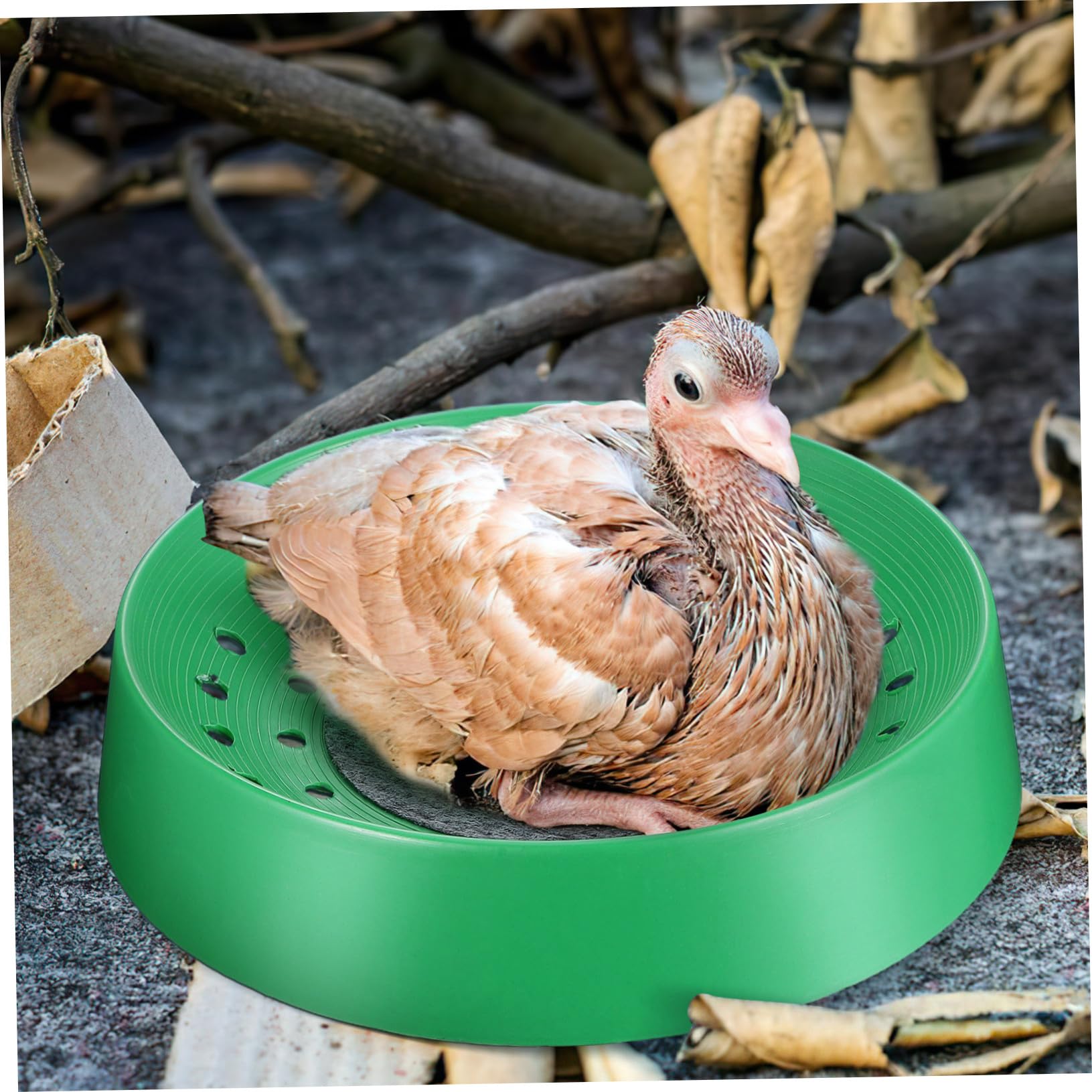 Hemobllo 10pezzi Nido per Piccioni Resistente Traspirante Lavabile e Facile da Asciugare Vaschetta per Uova di Uccelli da Riproduzionper Animali Domestici per Fattoria Forniturper Piccioni